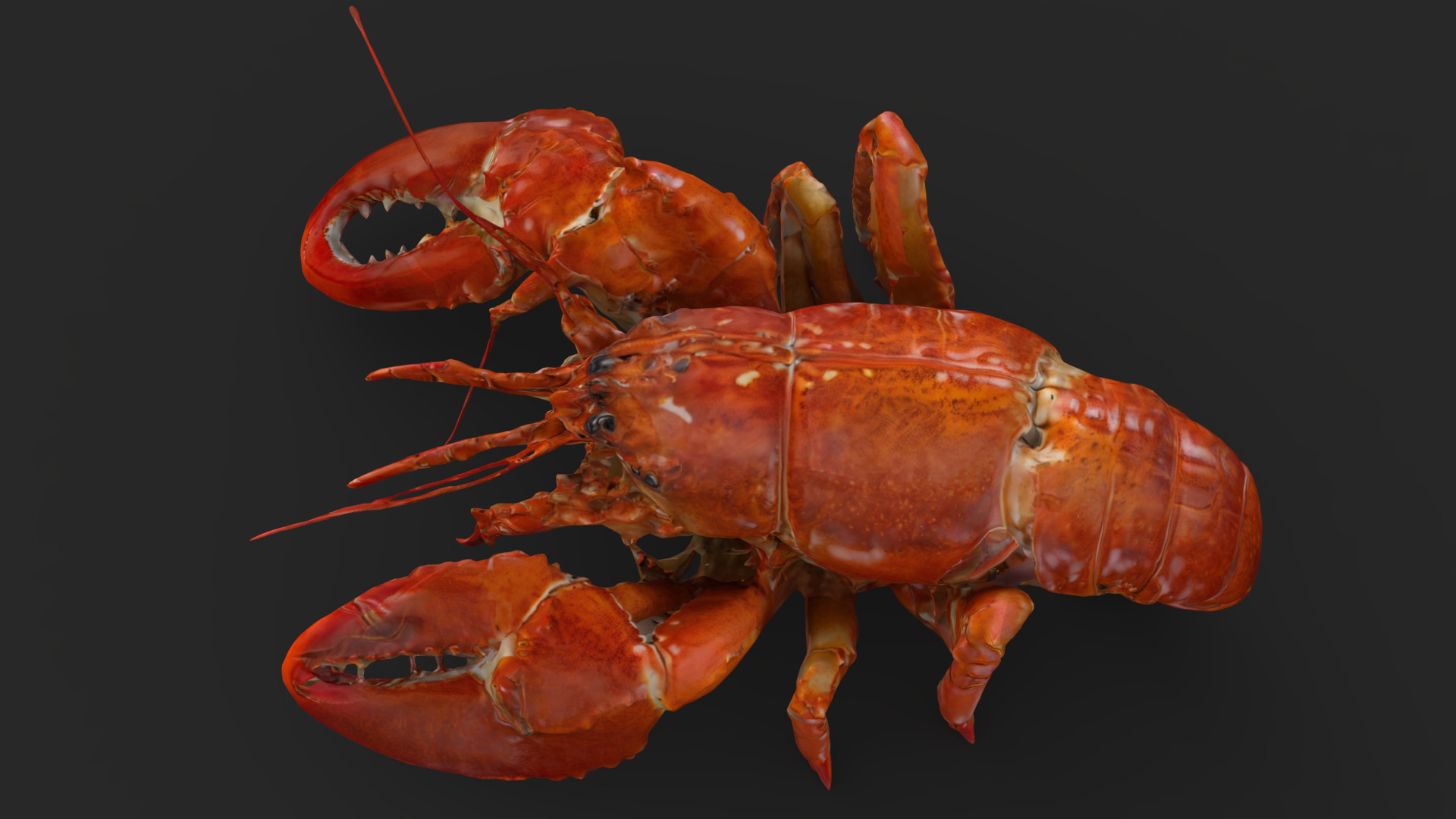 Lobster Low-poly 3D model_8