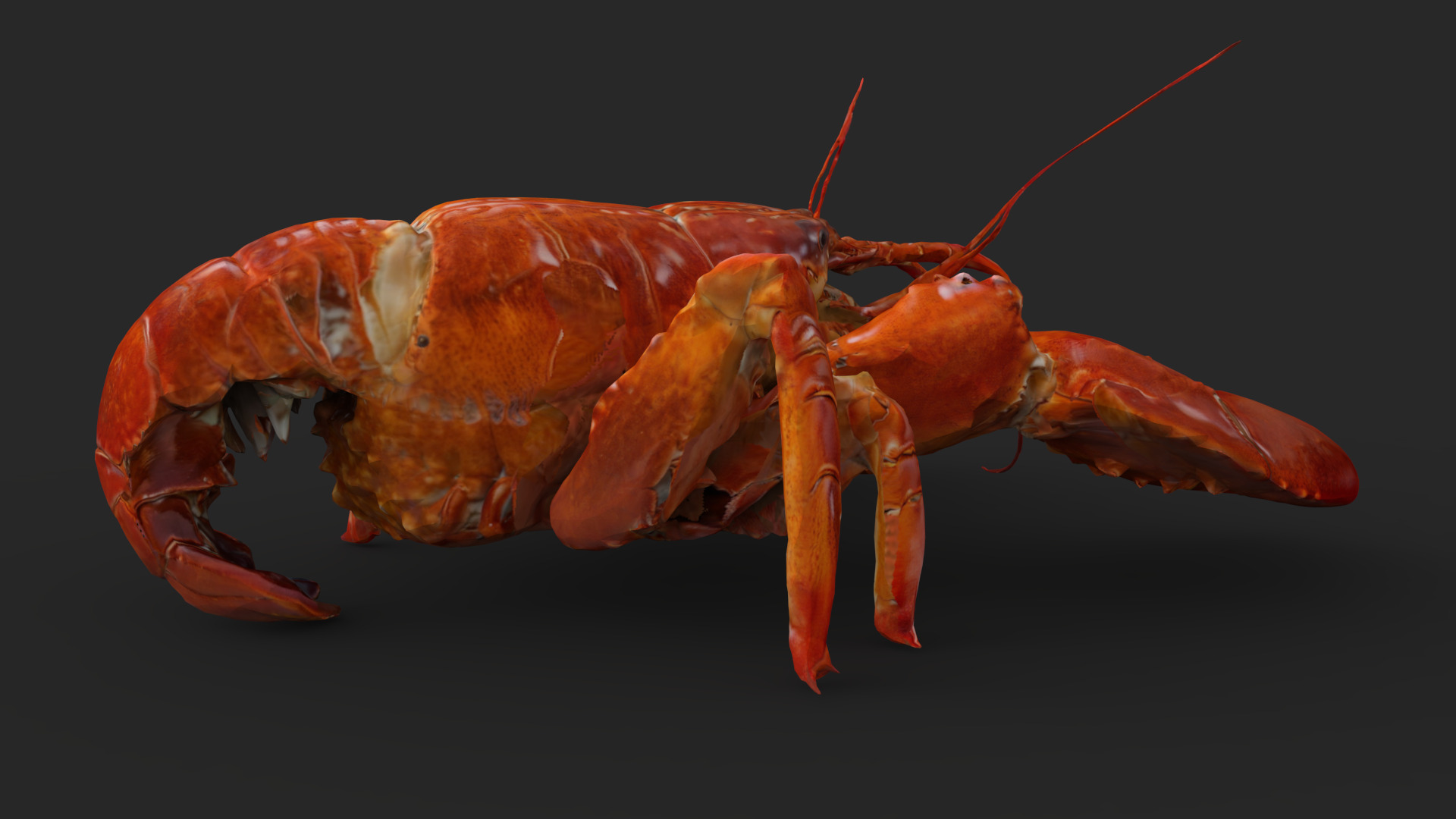 Lobster Low-poly 3D model_5