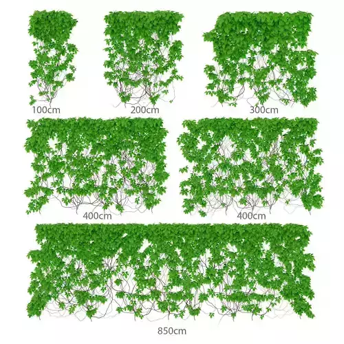 Leaves girlish grapes 6 sizes v2 3D model
