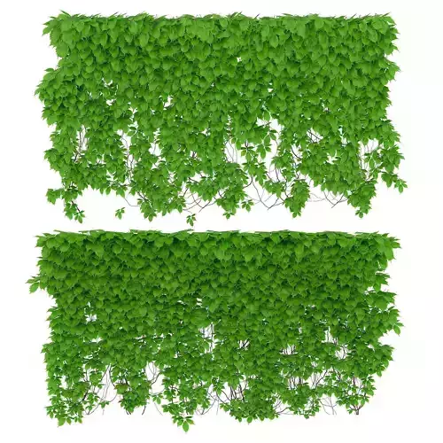 The wall of a parthenocissus 2 items 3D model
