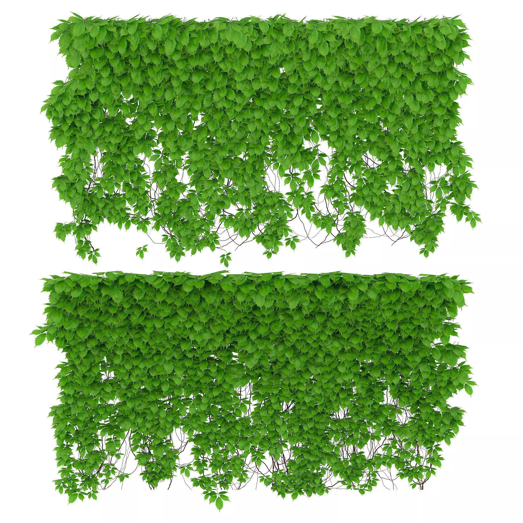The wall of a parthenocissus 2 items 3D model_0