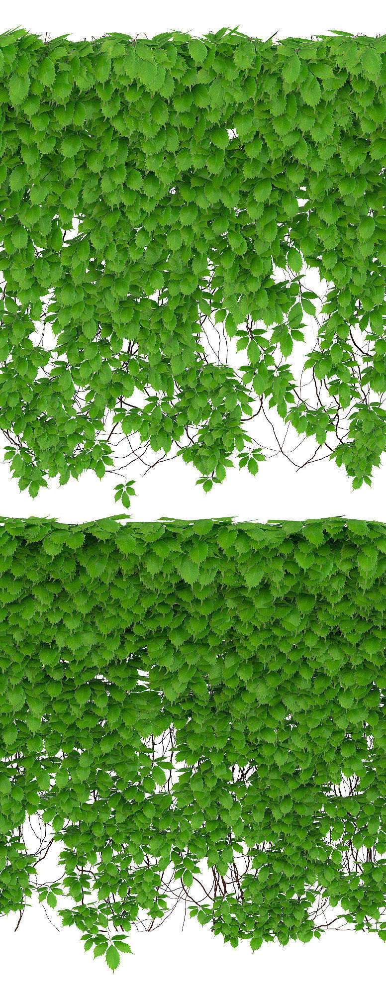 The wall of a parthenocissus 2 items 3D model_1
