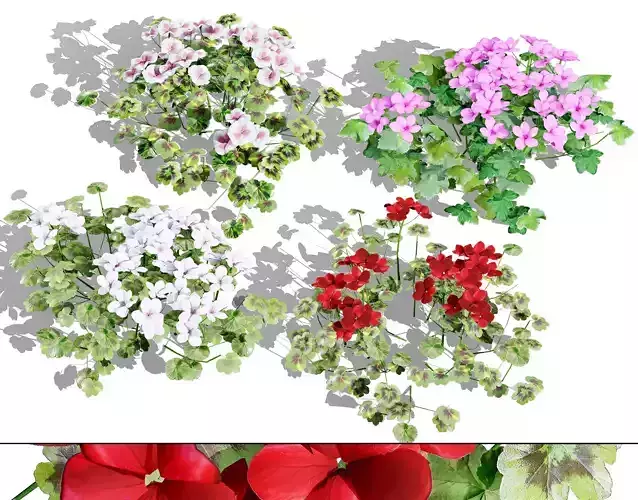 South African Pelargonium Pack Low-poly 3D model