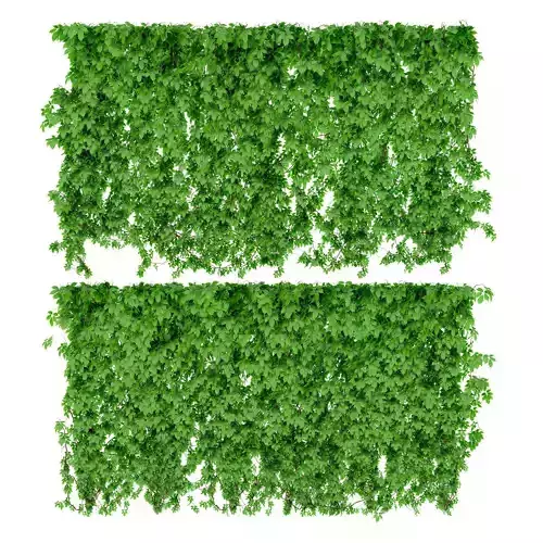 The wall of a parthenocissus 2 items v2 3D model