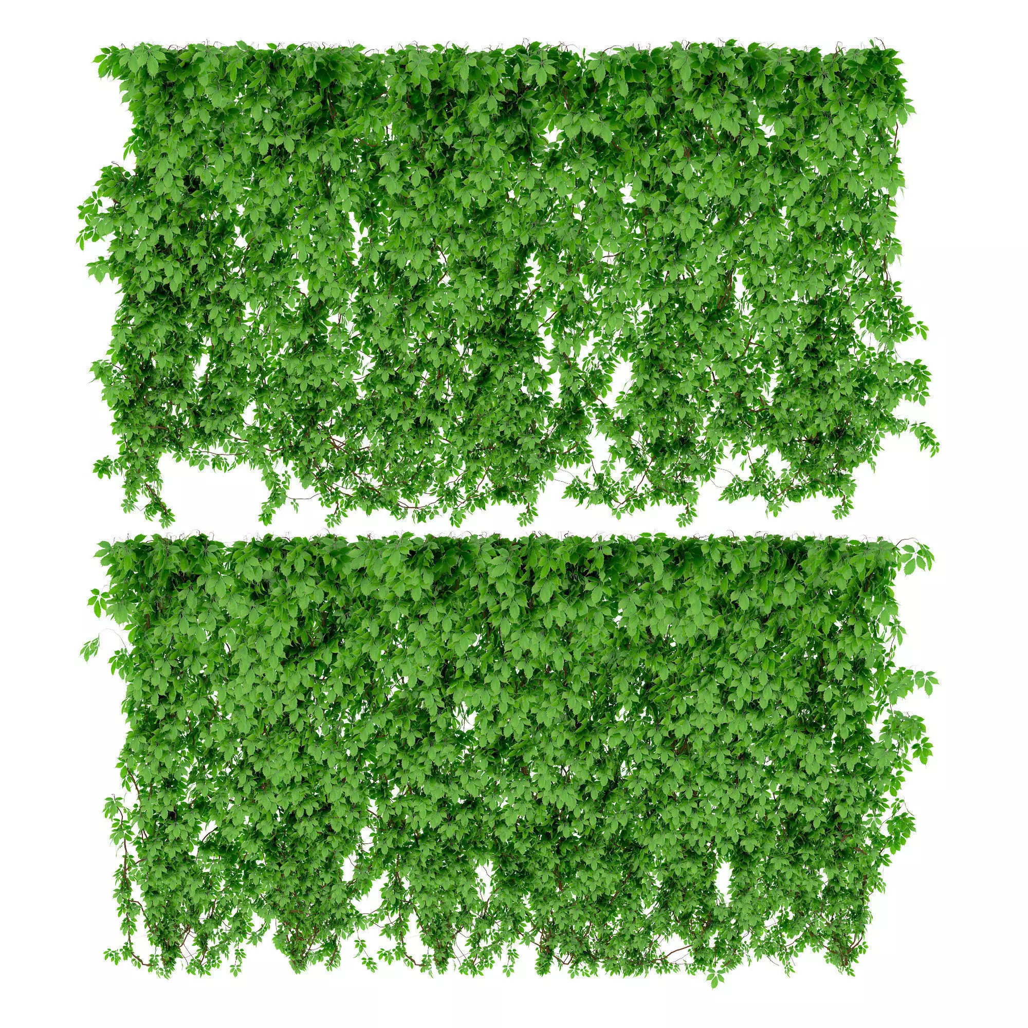 The wall of a parthenocissus 2 items v2 3D model