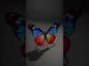 Vibrant Butterfly D Model Pack Low-poly 3D model_2