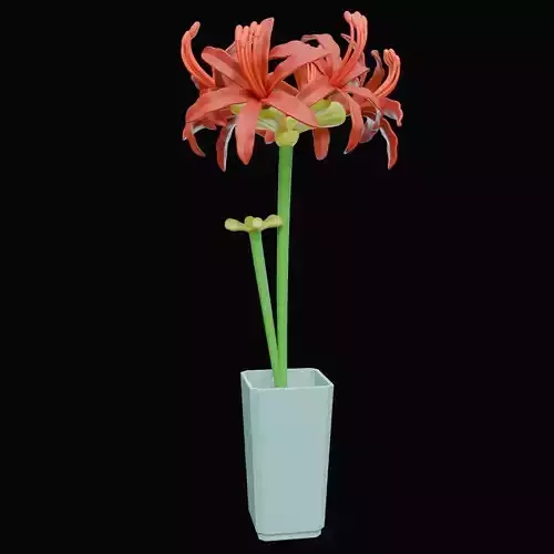 Red Spider Lily Flower 3D Model