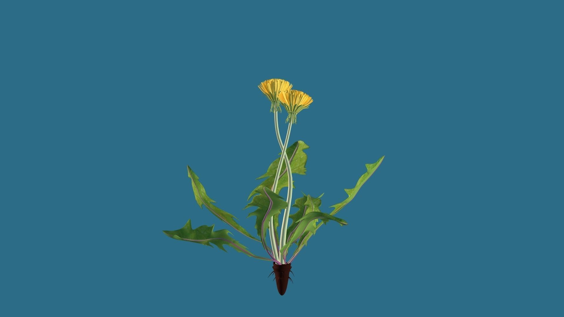 Dandelion 3D model_3