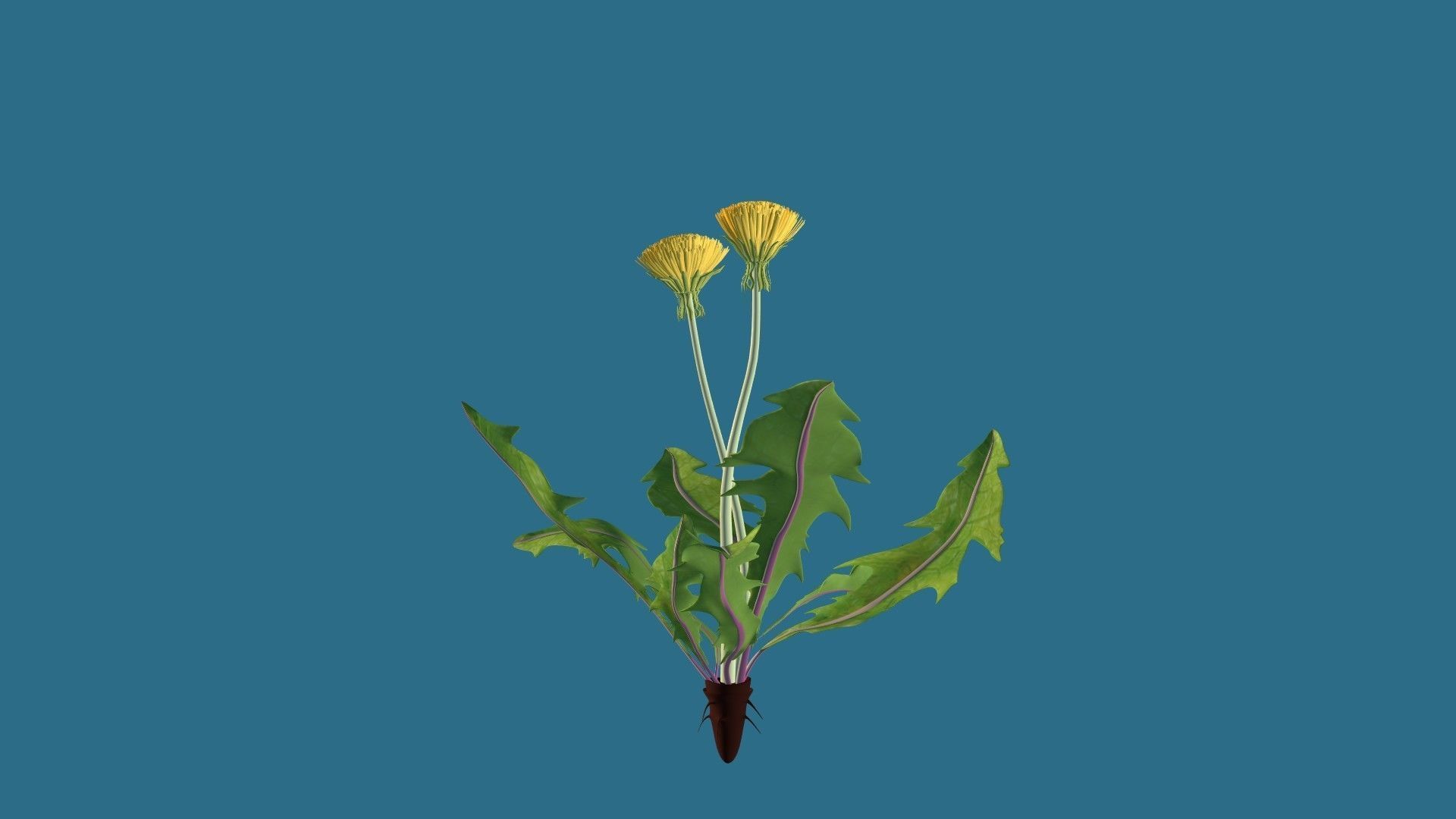 Dandelion 3D model_6
