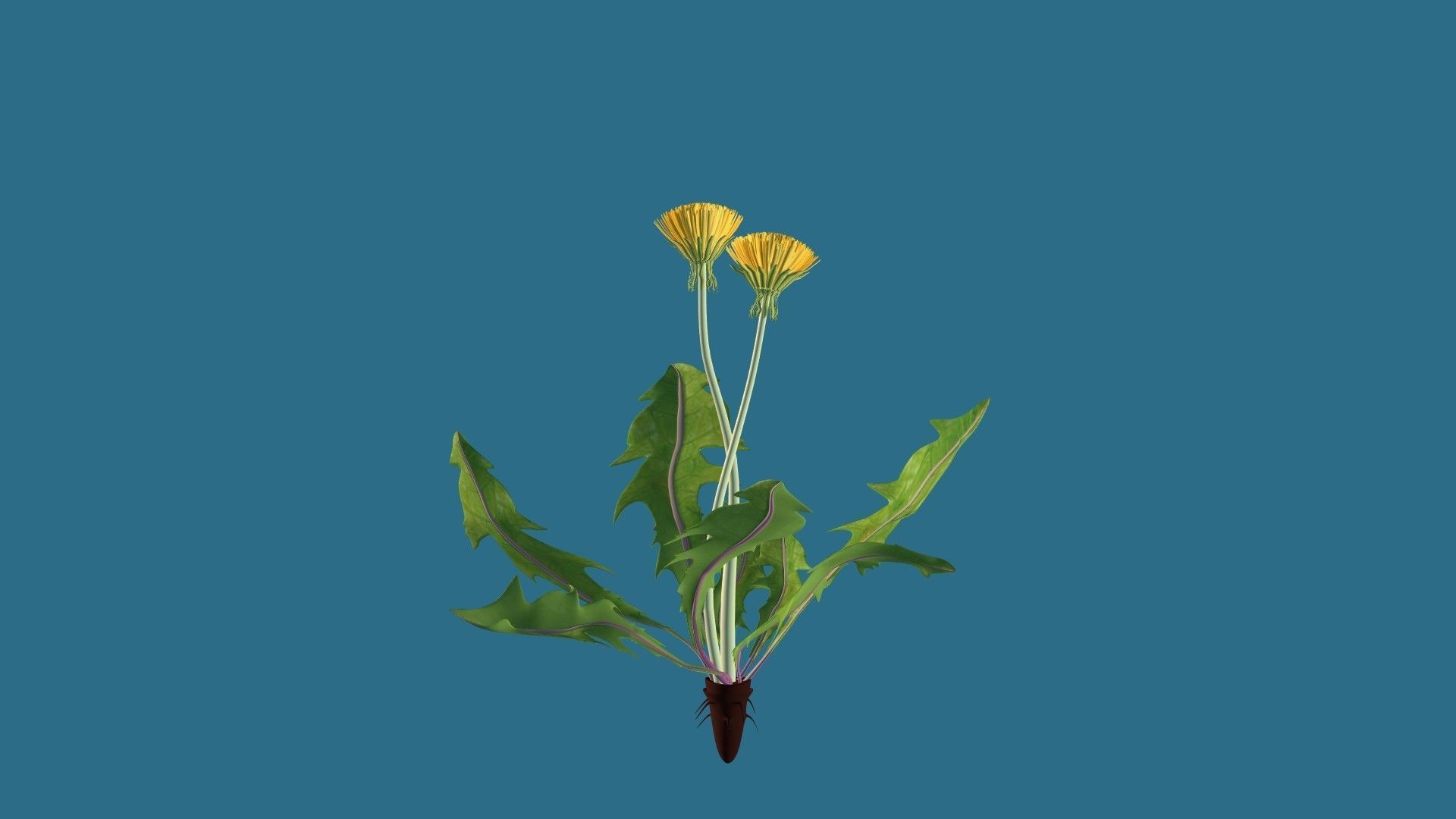 Dandelion 3D model_10