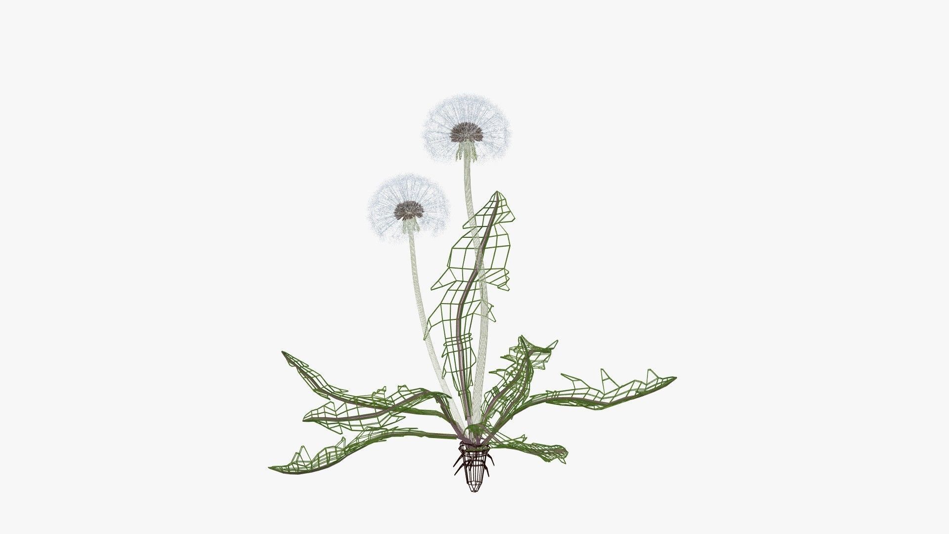 Dandelion 3D model_14