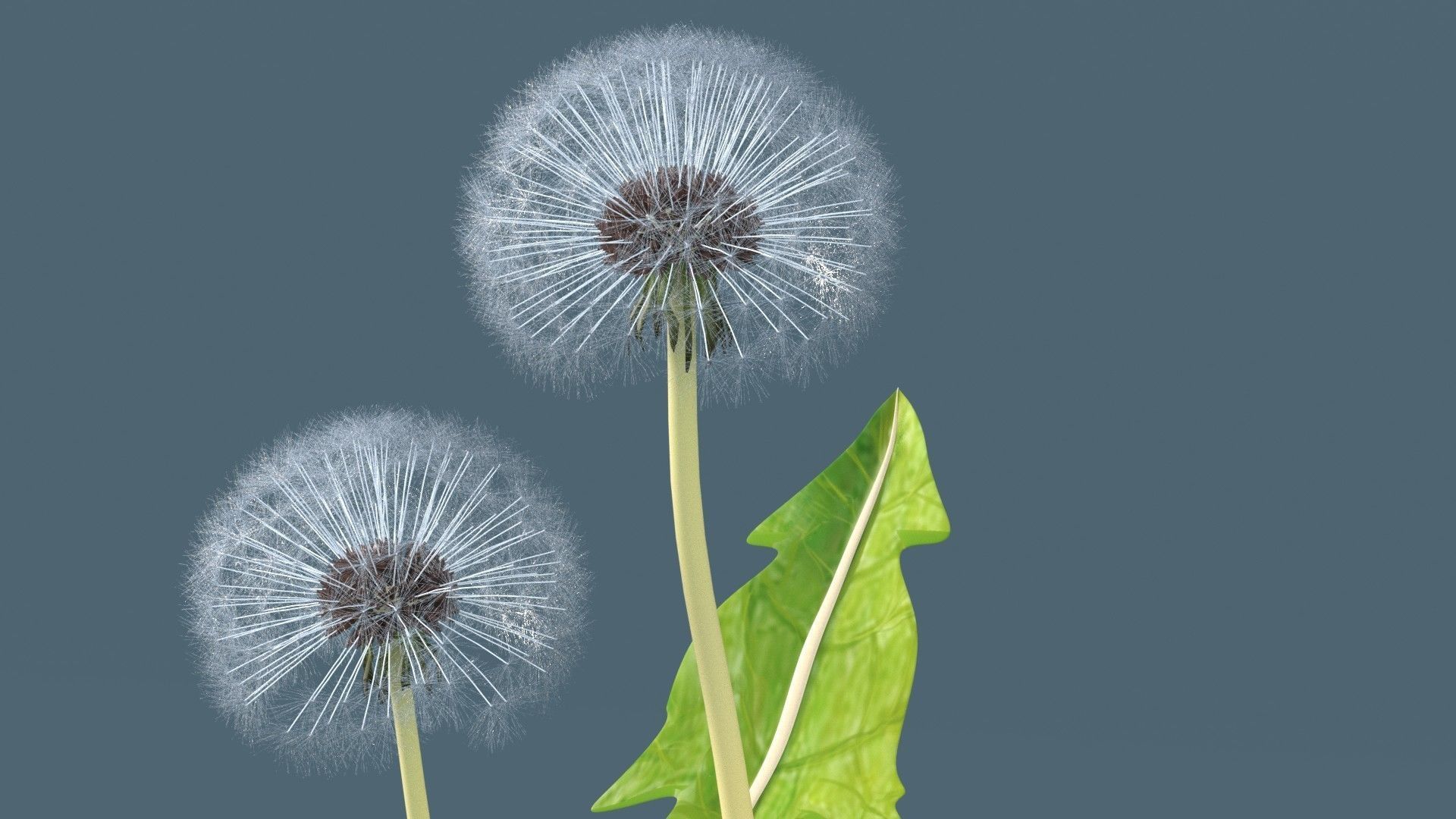 Dandelion 3D model_2