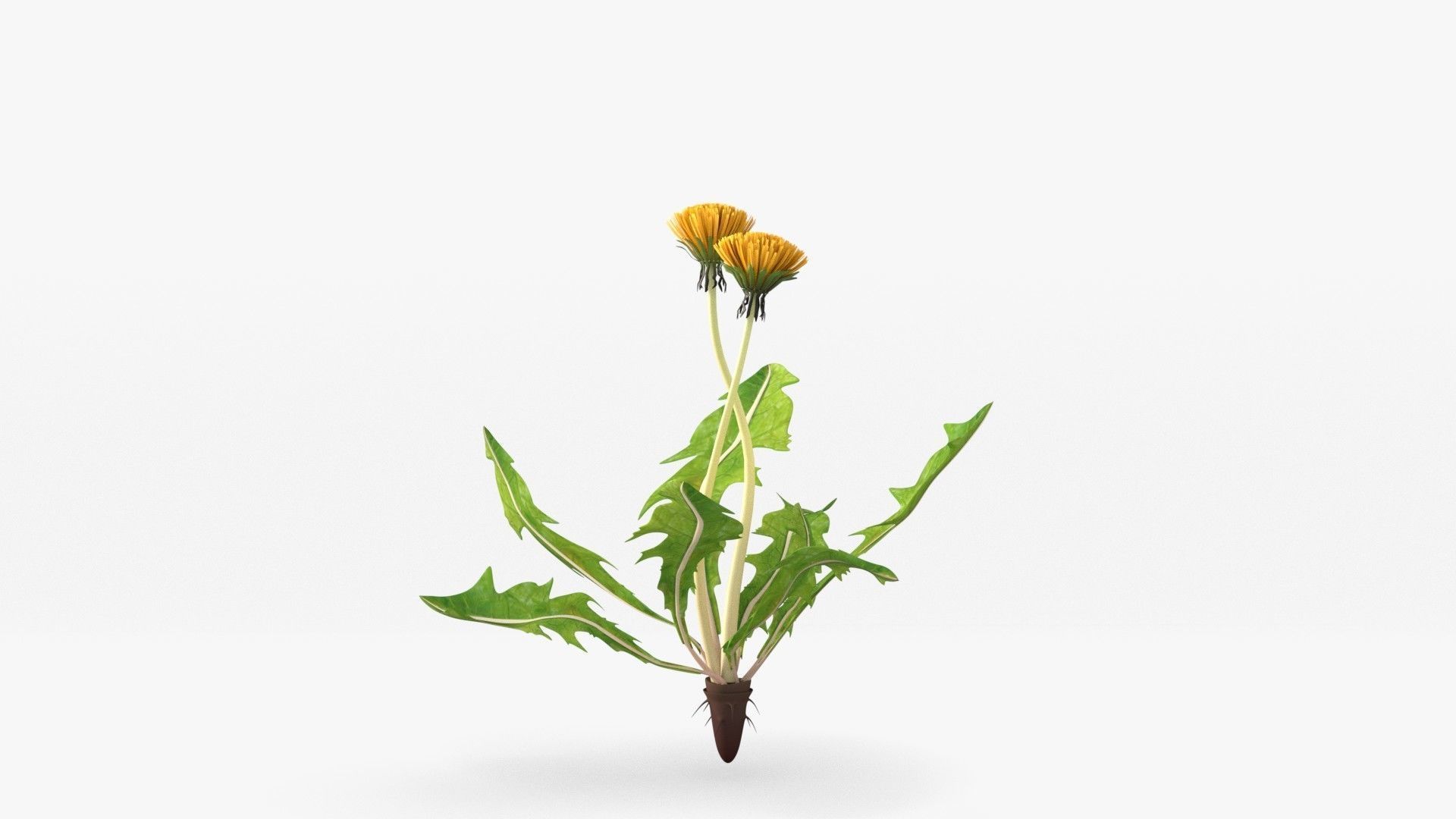 Dandelion 3D model_9