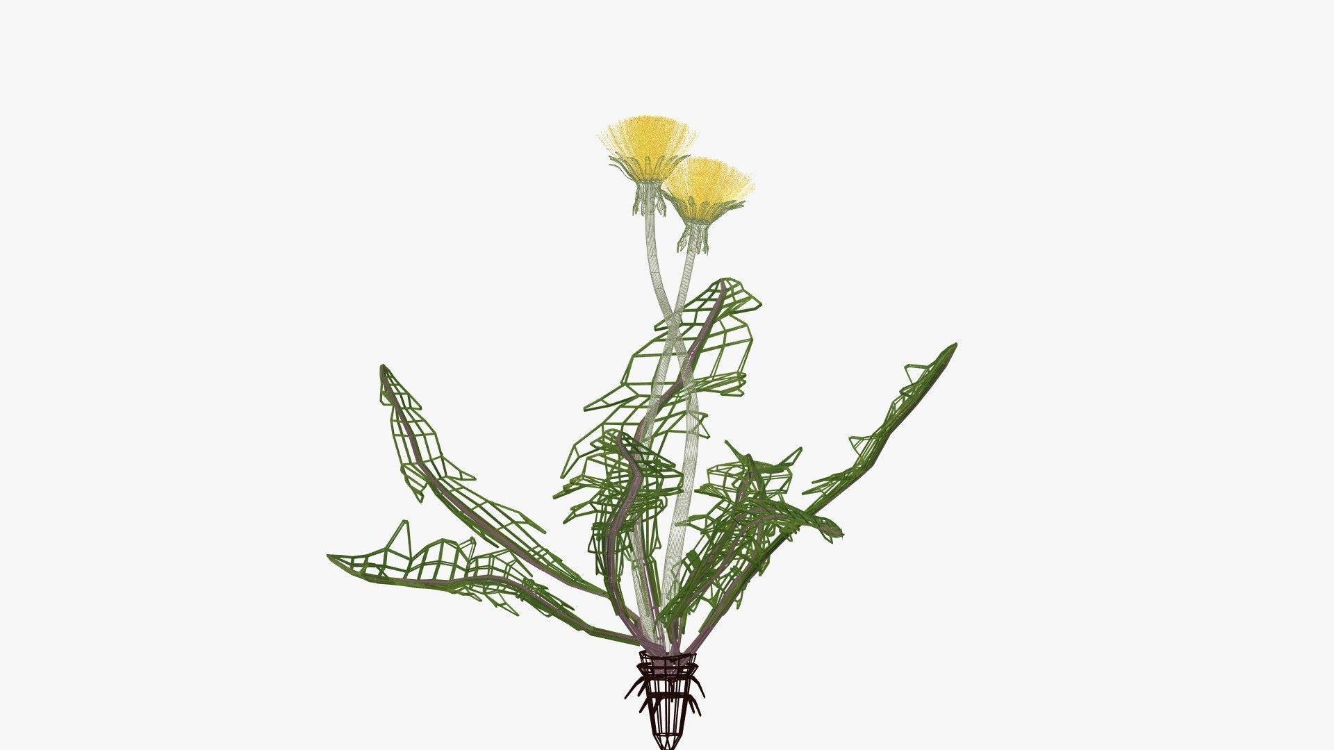 Dandelion 3D model_15