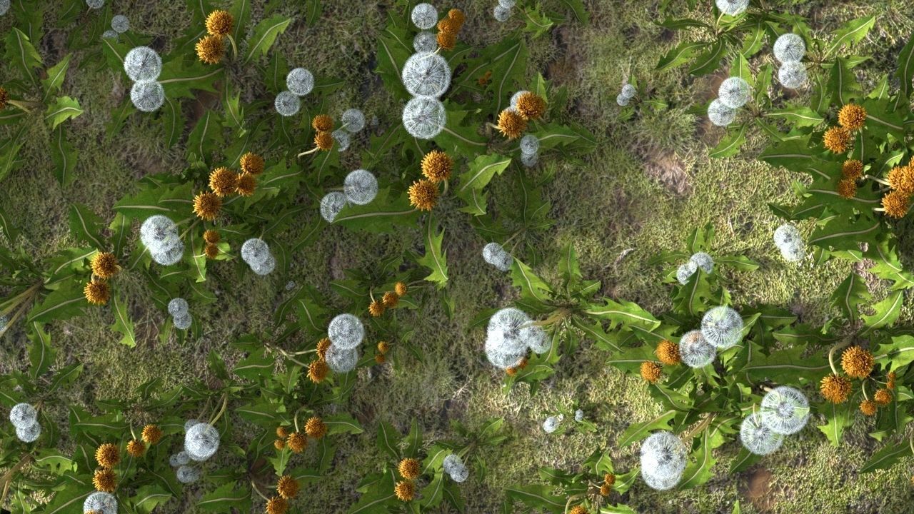 Dandelion 3D model_13