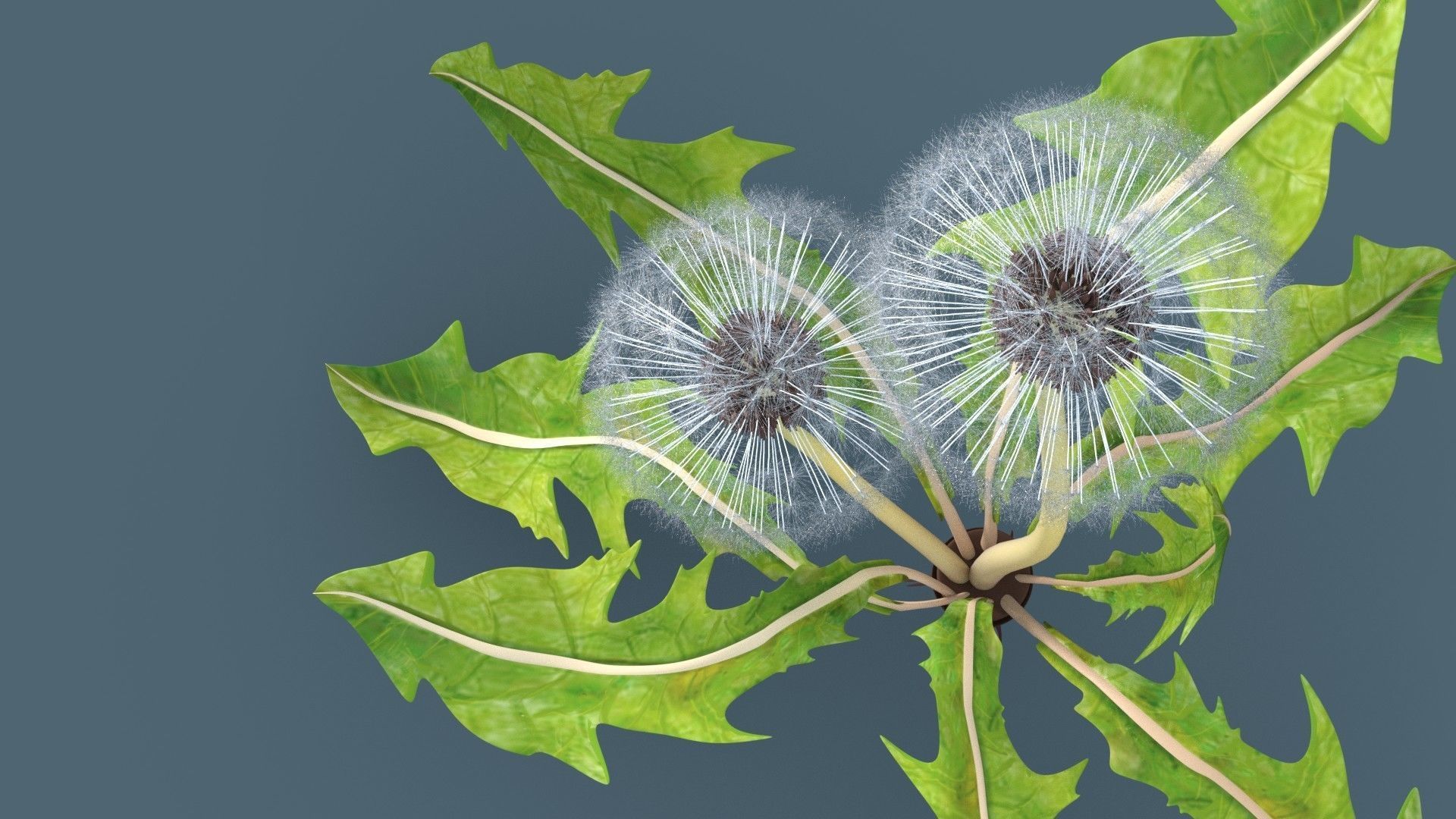Dandelion 3D model_4