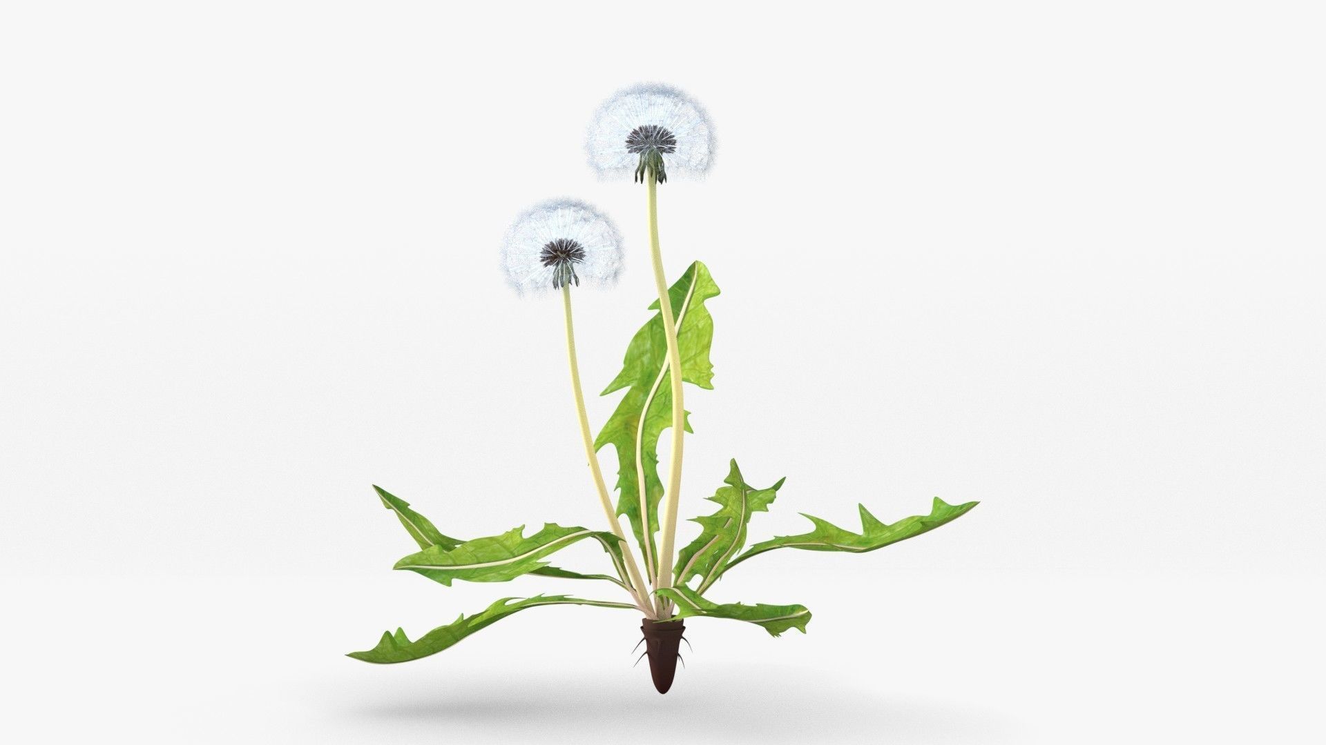 Dandelion 3D model_11