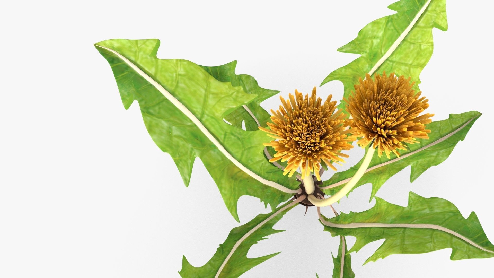 Dandelion 3D model_1