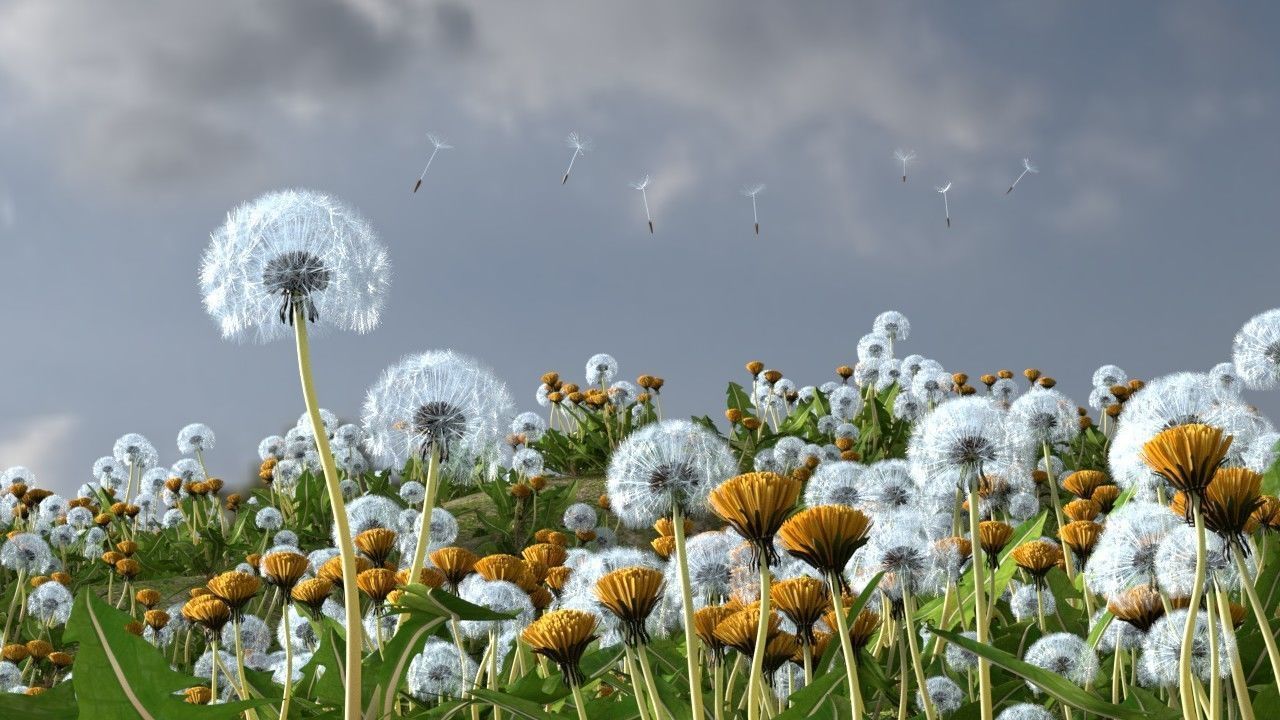 Dandelion 3D model_12