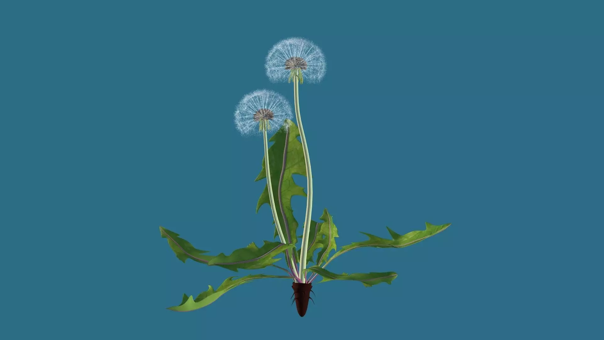 Dandelion 3D model_0