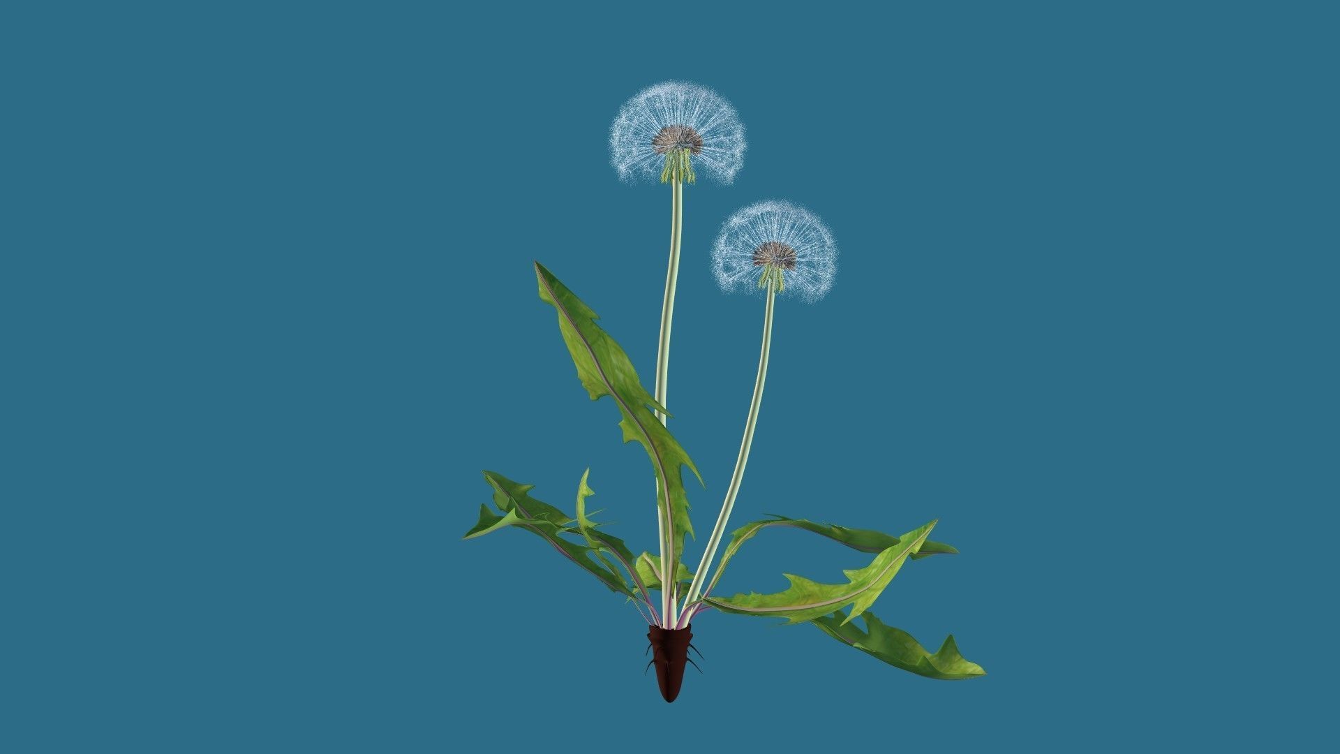 Dandelion 3D model_5