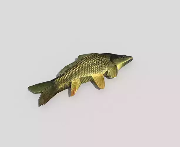 low poly fish carp Low-poly 3D model