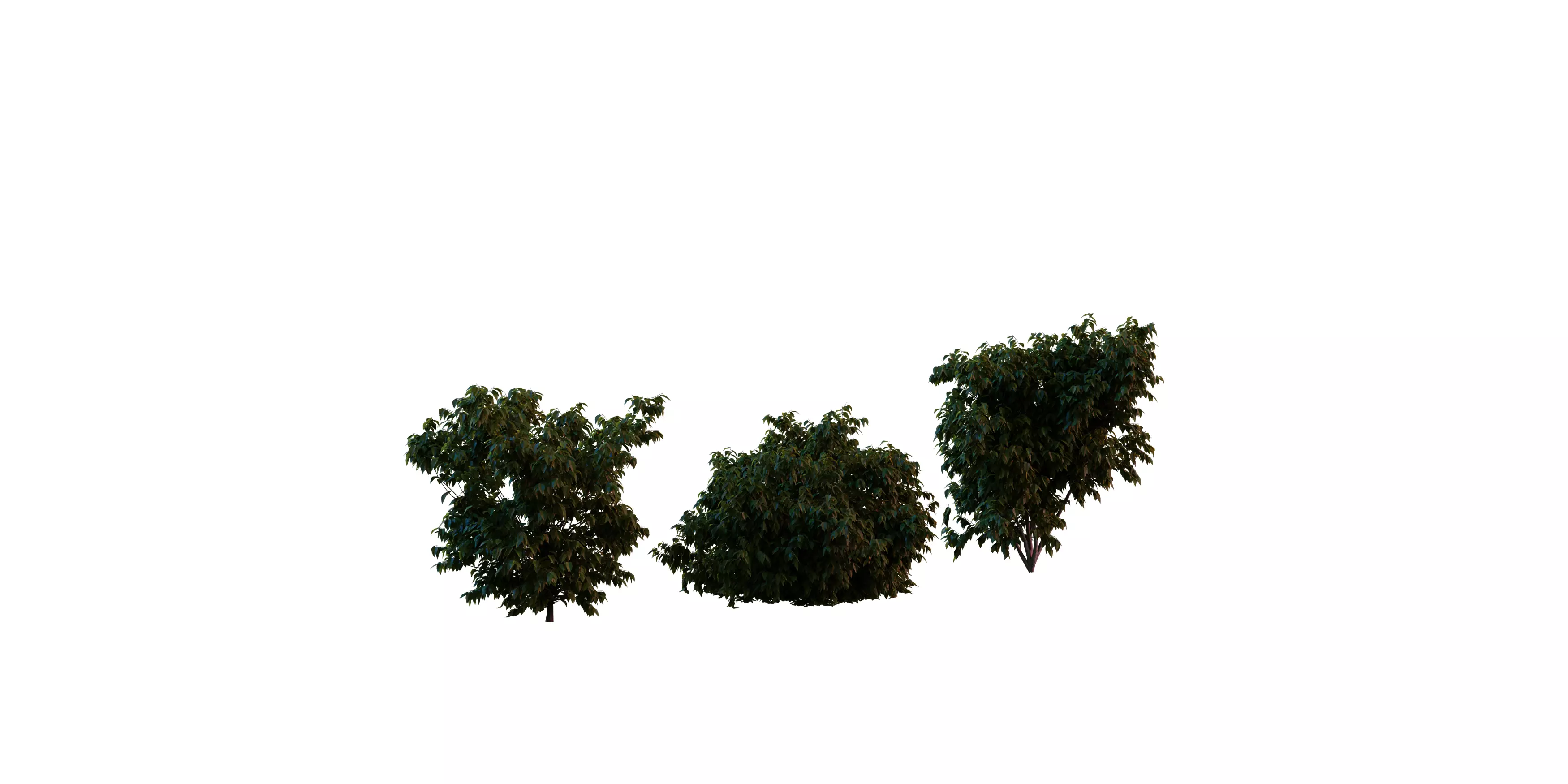 Bush Set 01 Free low-poly 3D model_1