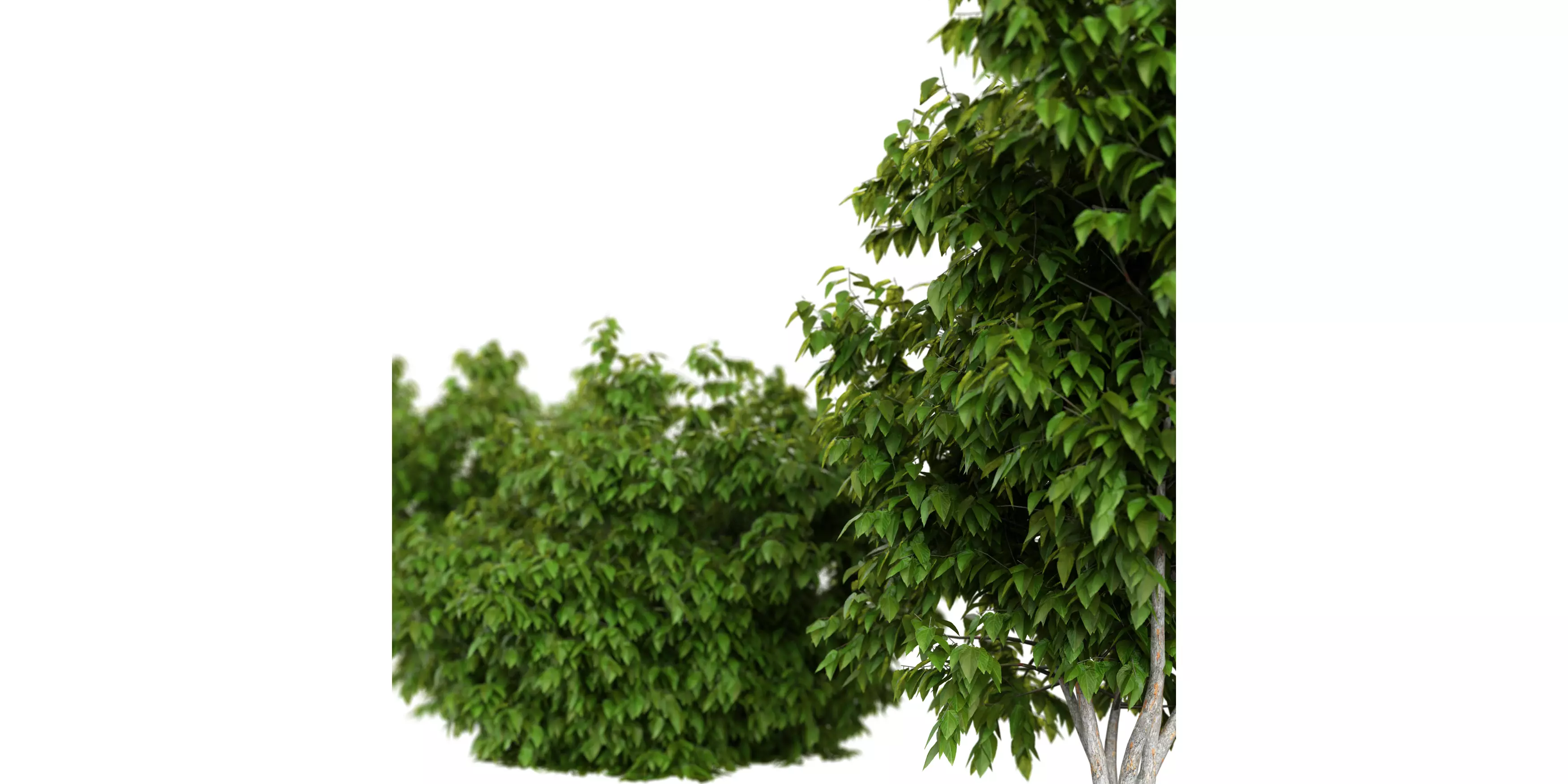 Bush Set 01 Free low-poly 3D model_3