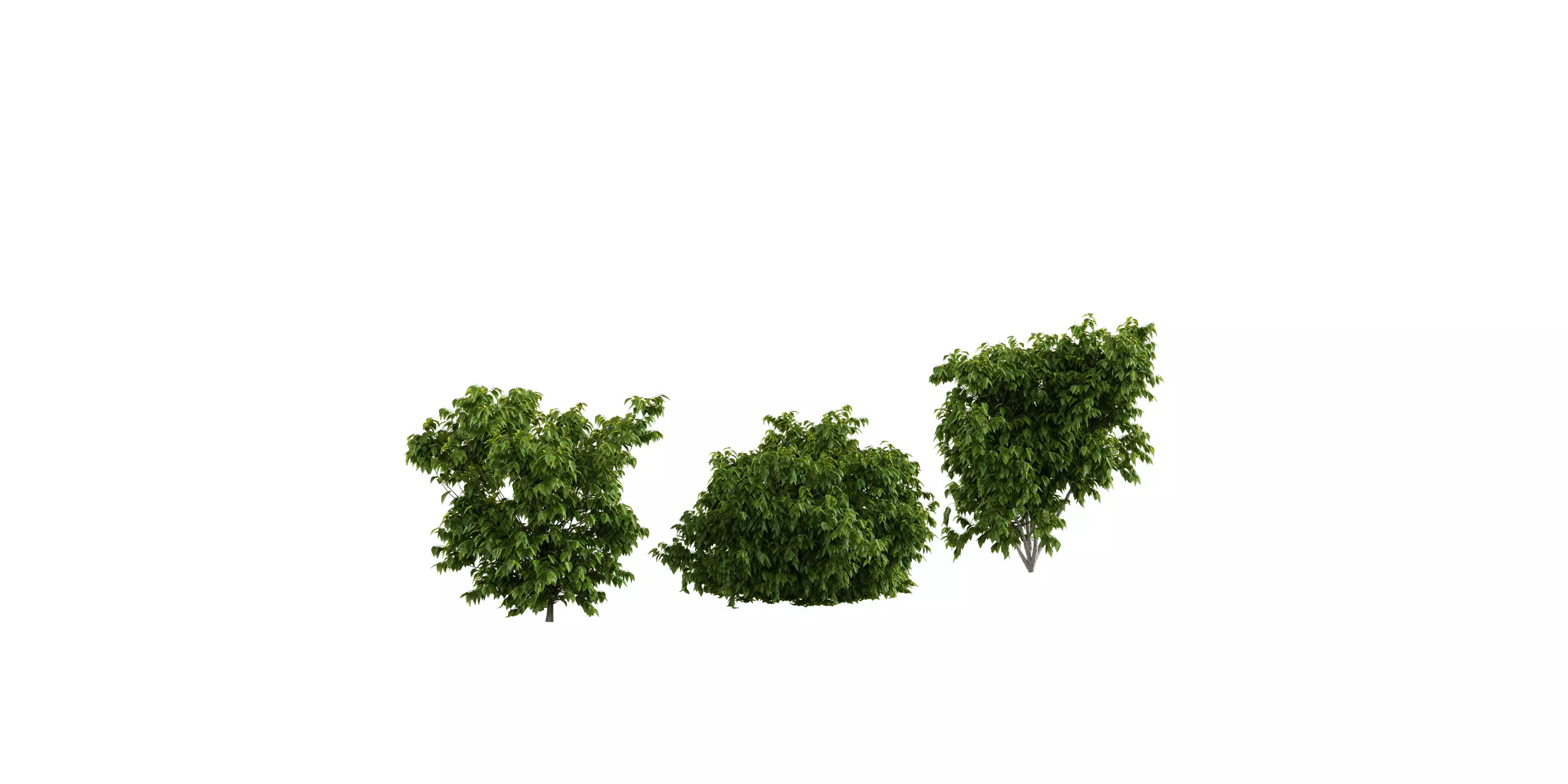 Bush Set 01 Free low-poly 3D model_2