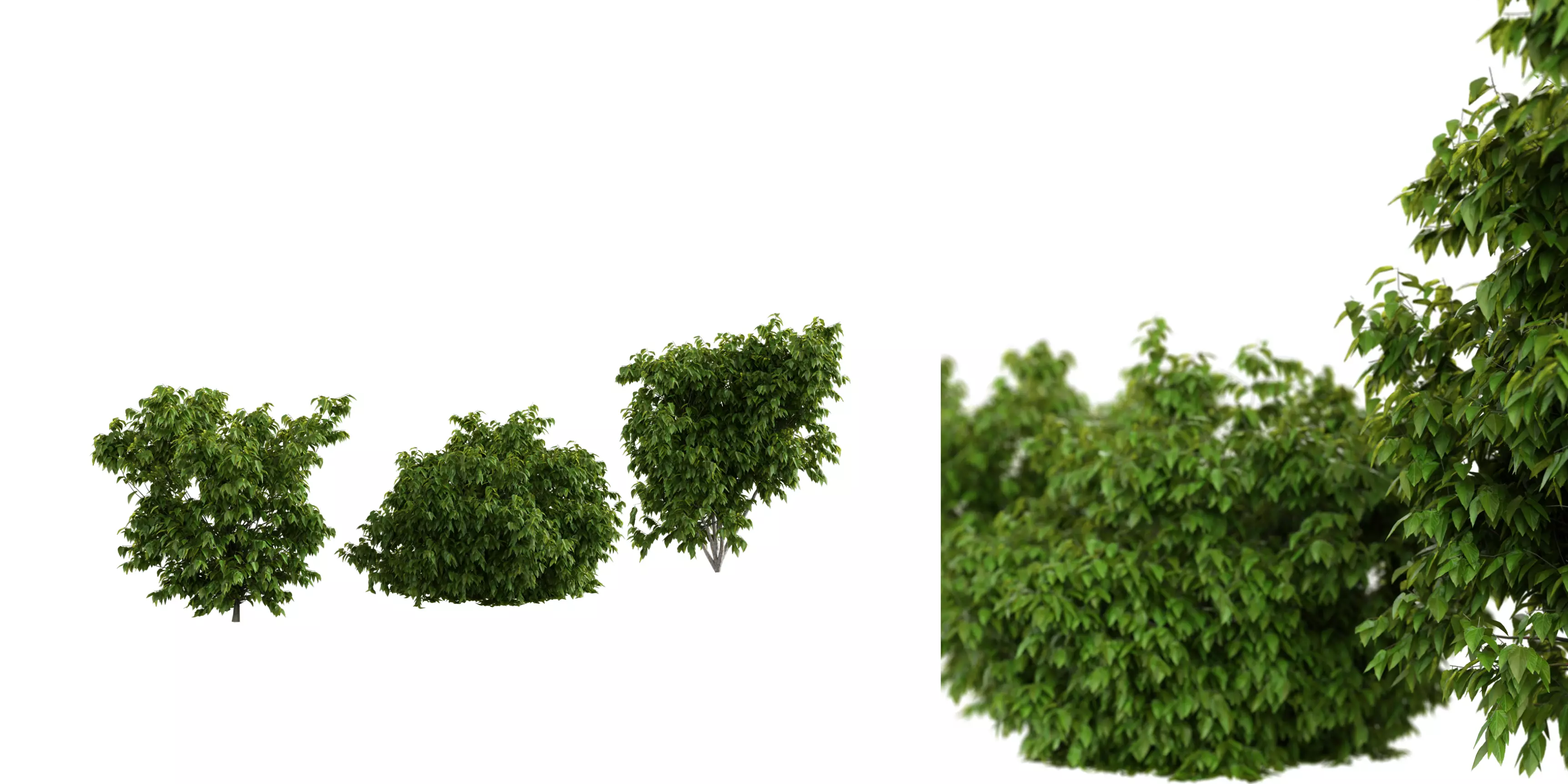 Bush Set 01 Free low-poly 3D model_0