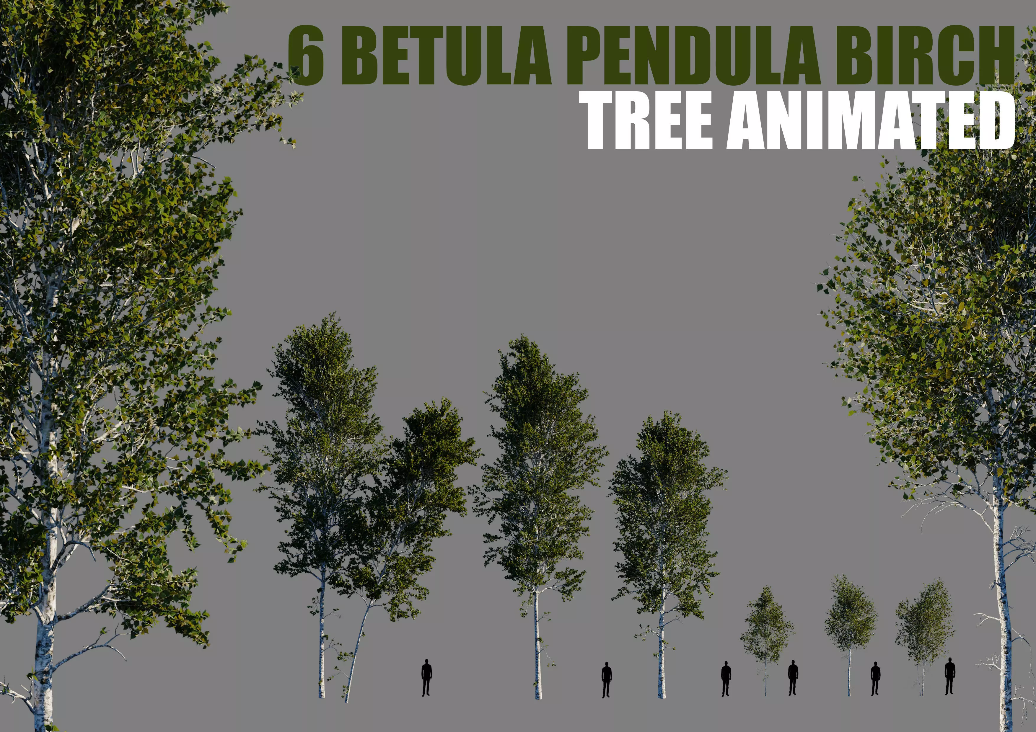 6 betula pendula birch tree animated 3D model