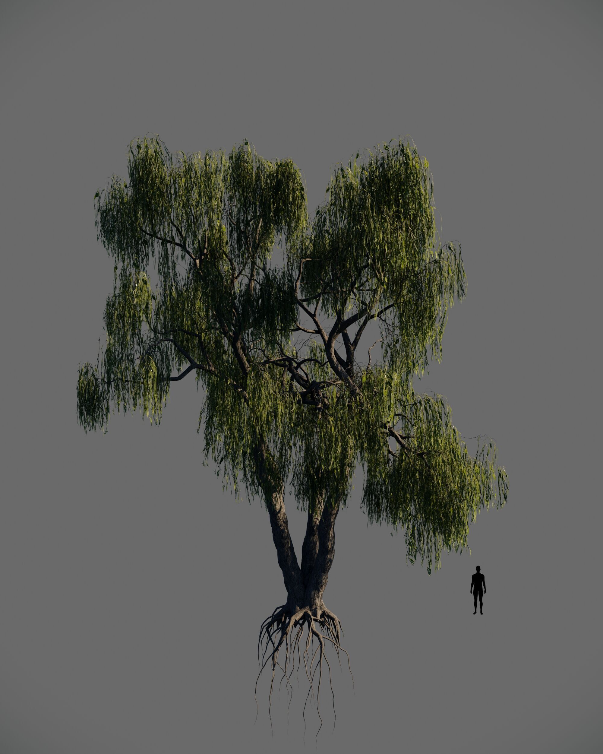 8 weeping willow tree animated pack 3D model_3
