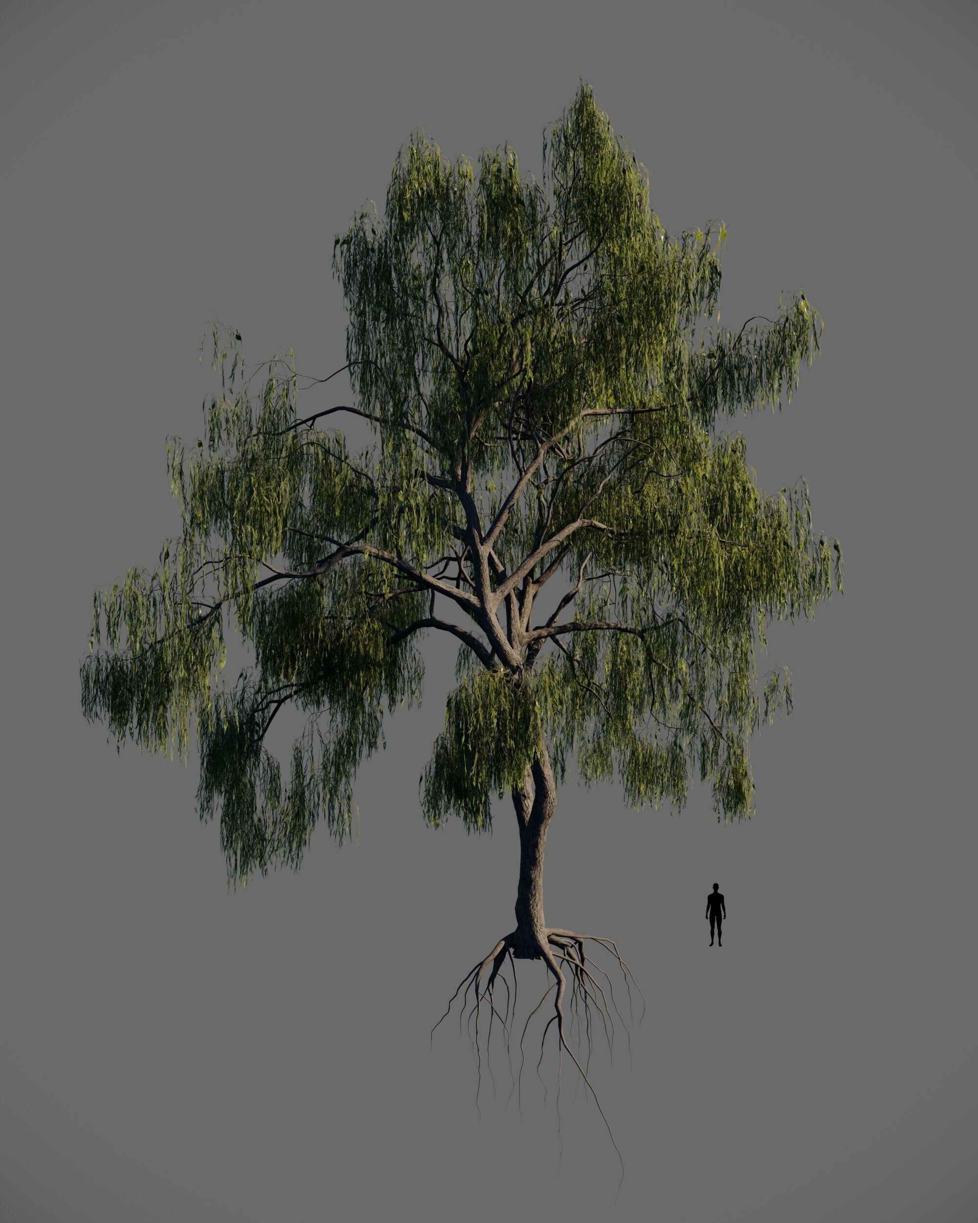 8 weeping willow tree animated pack 3D model_6