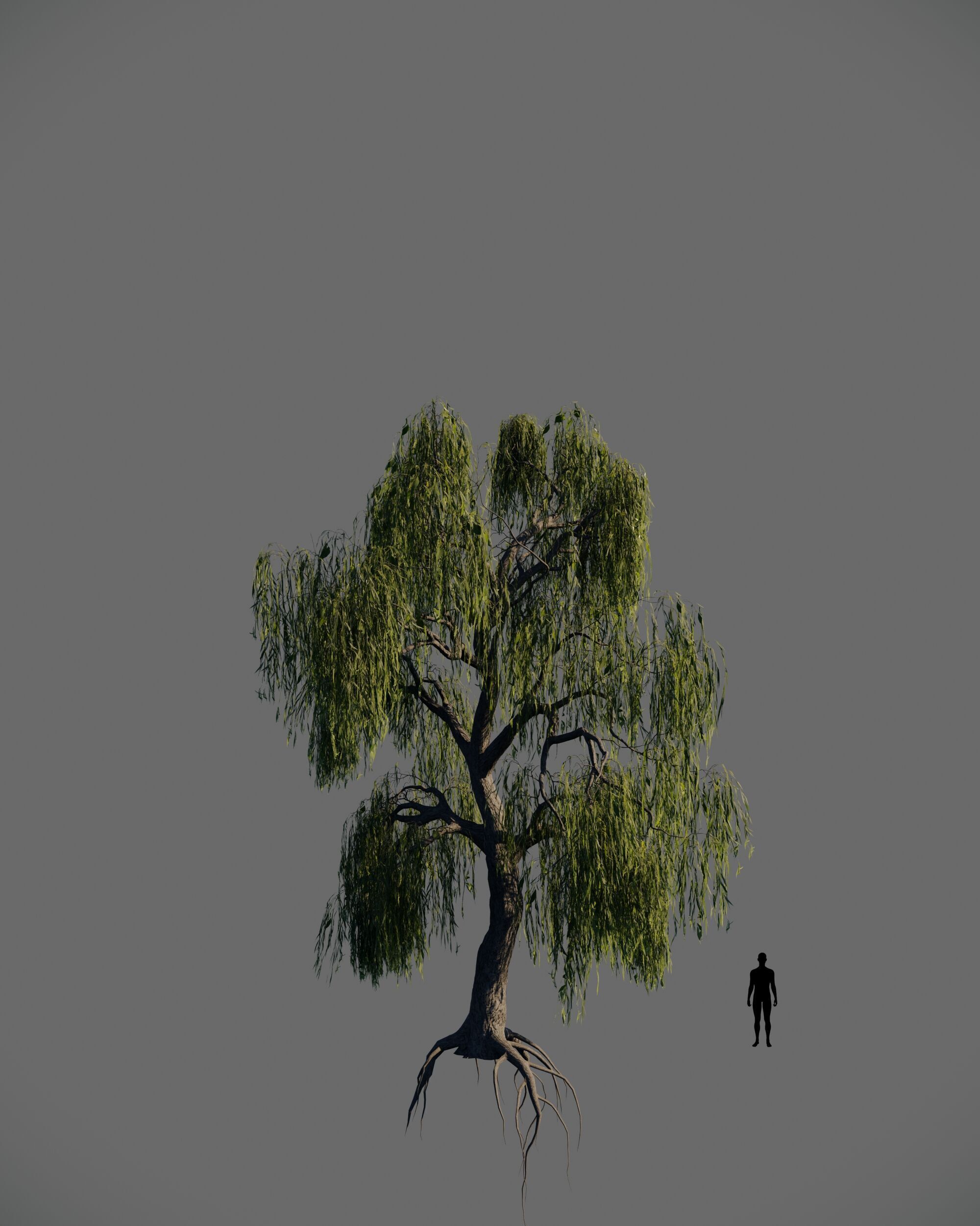 8 weeping willow tree animated pack 3D model_7
