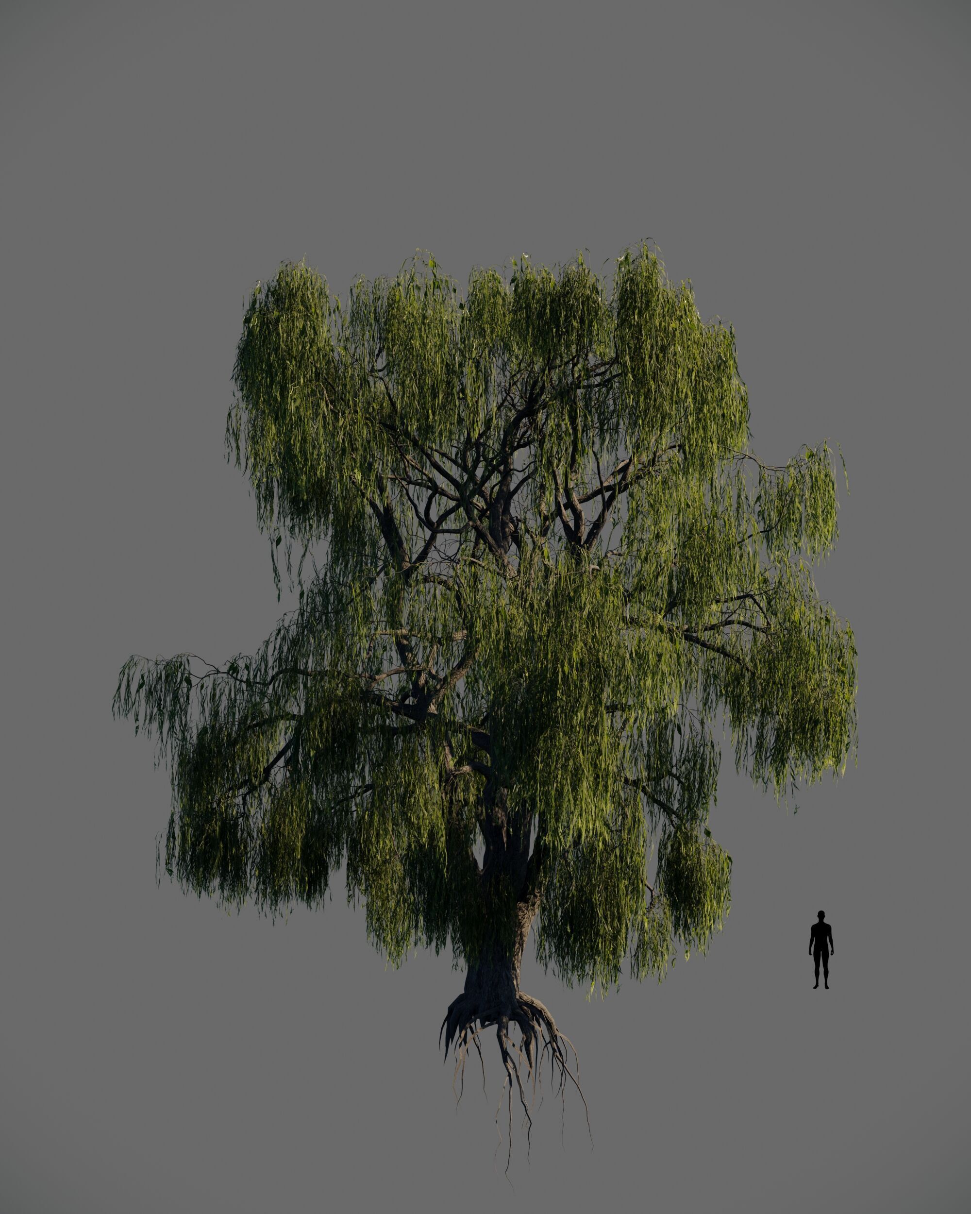 8 weeping willow tree animated pack 3D model_1