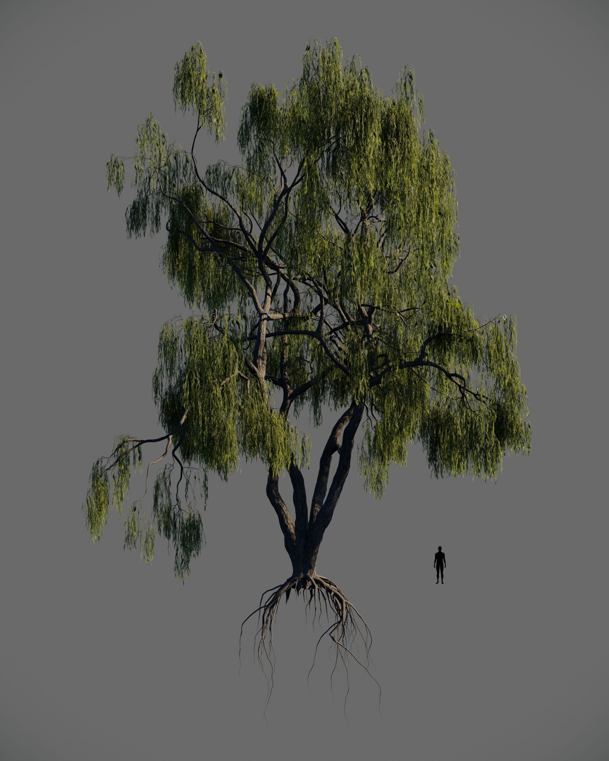 8 weeping willow tree animated pack 3D model_4