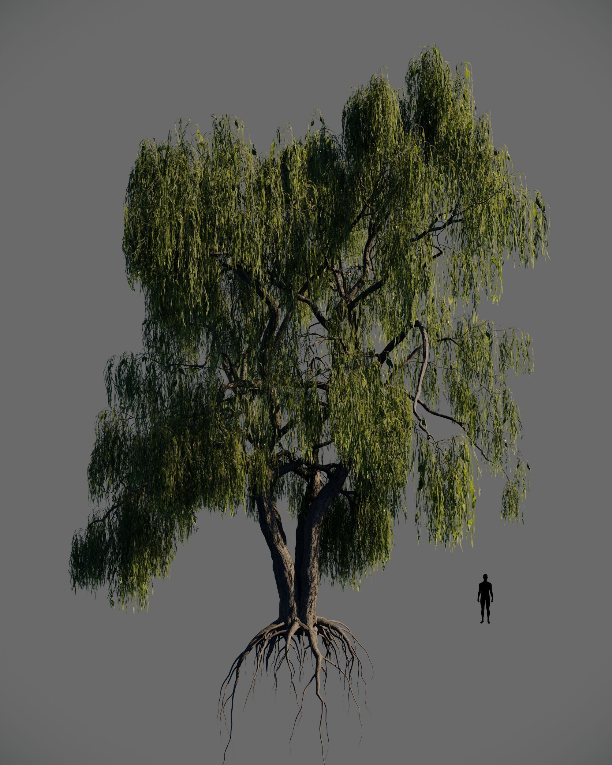 8 weeping willow tree animated pack 3D model_2