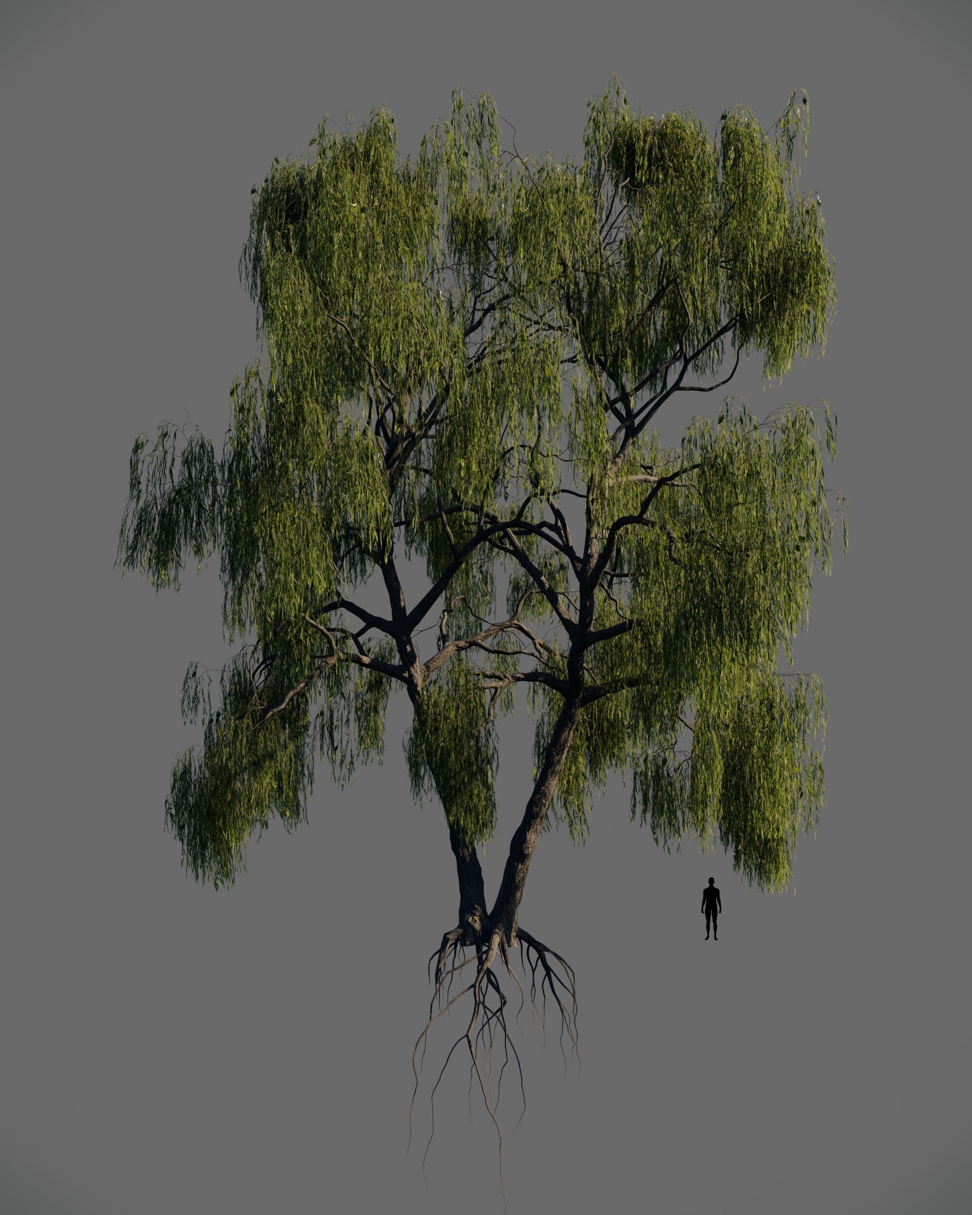 8 weeping willow tree animated pack 3D model_5