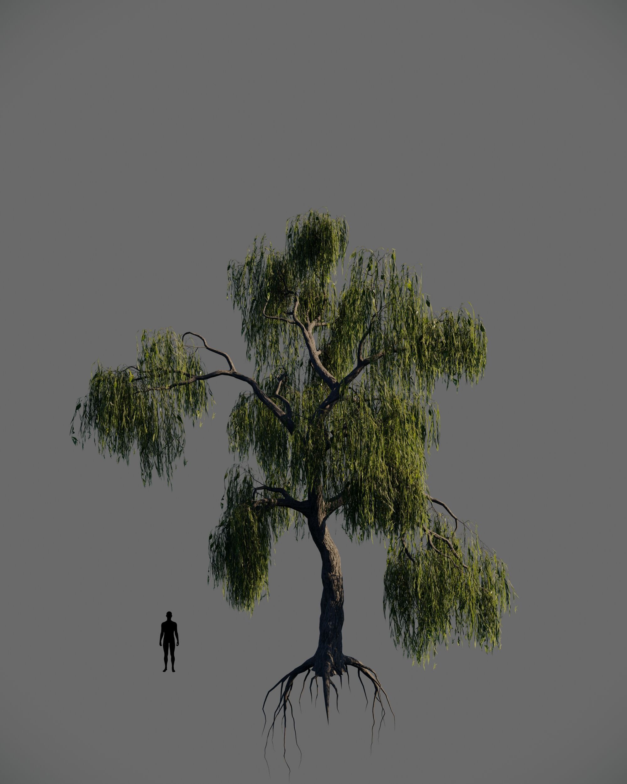 8 weeping willow tree animated pack 3D model_8
