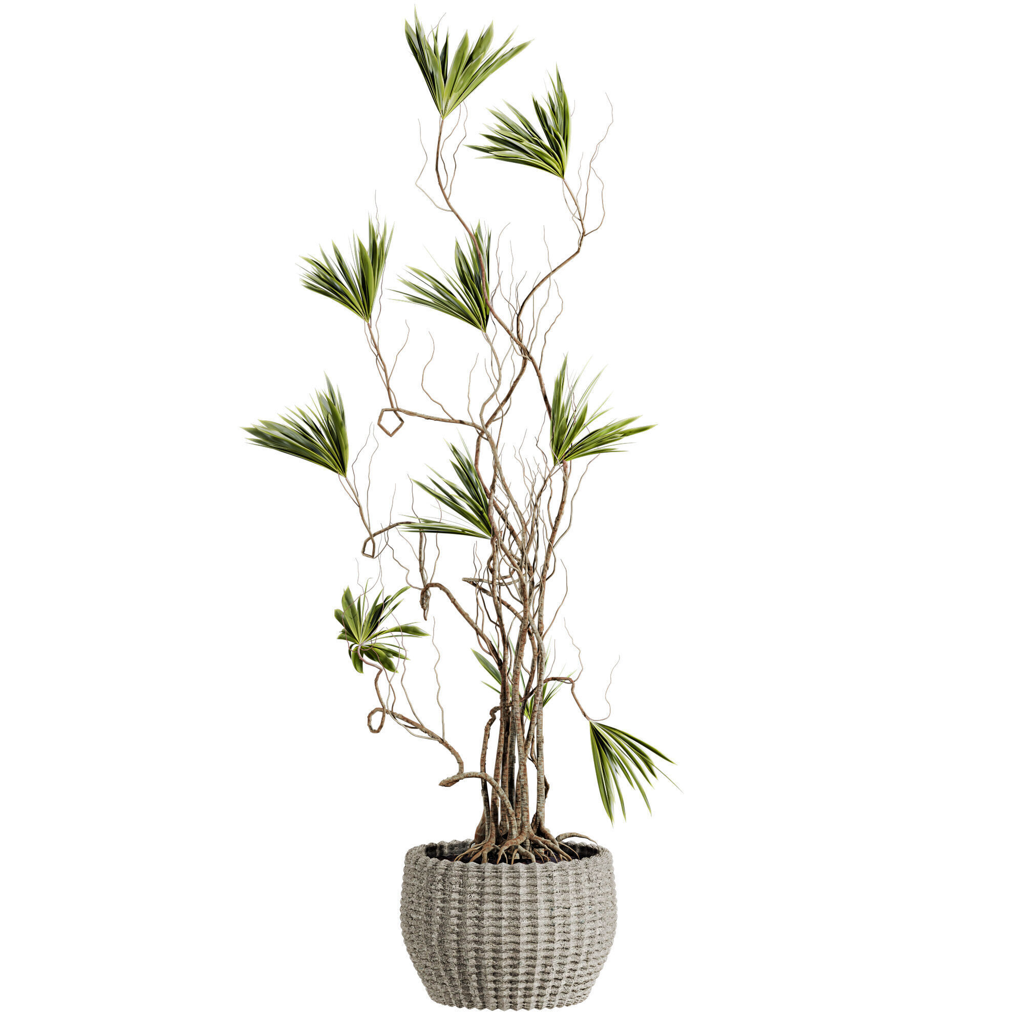 Potted Plant 3D model_1