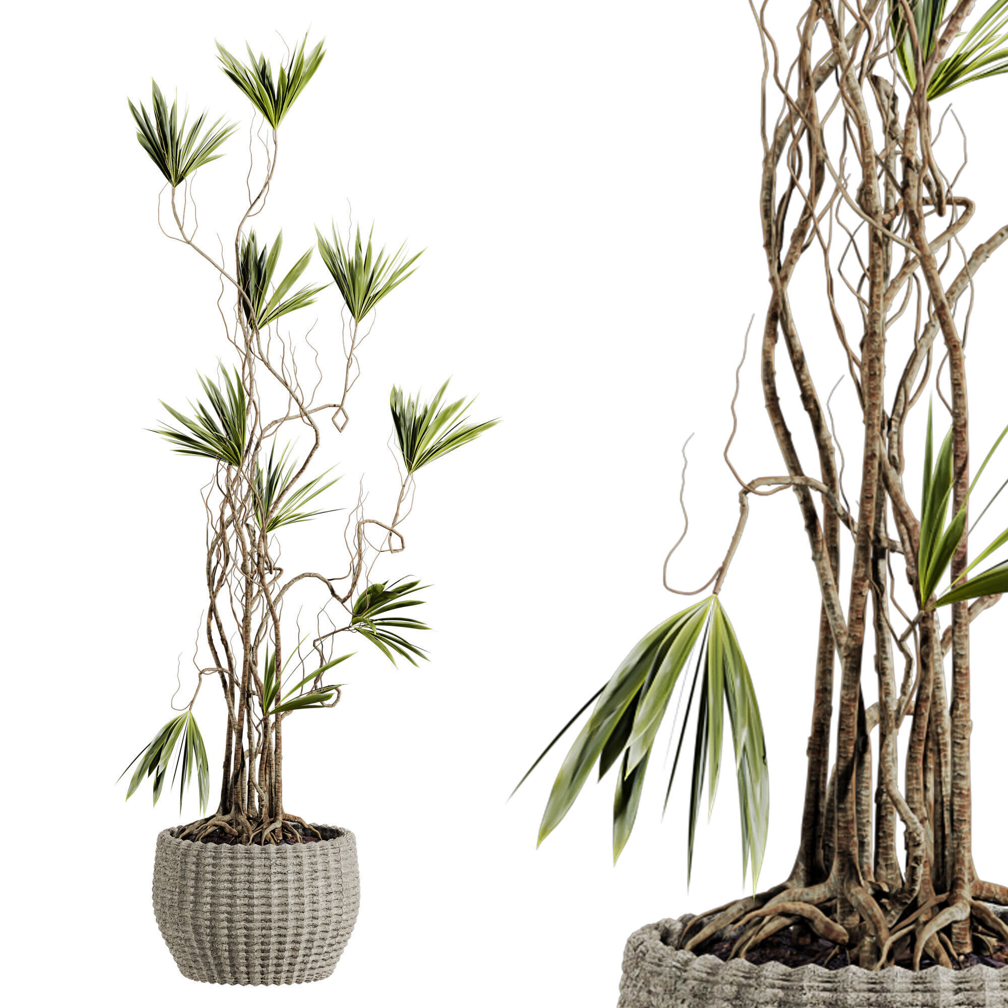 Potted Plant 3D model_3