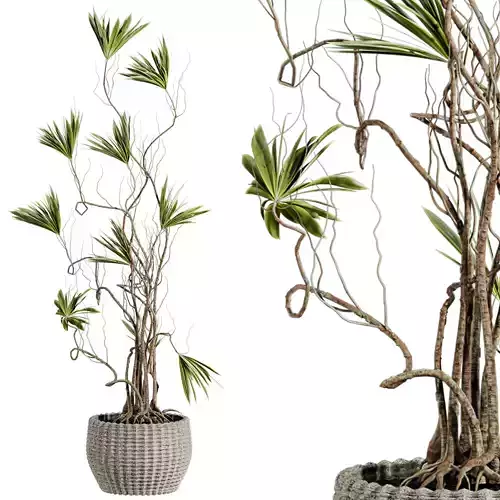 Potted Plant 3D model