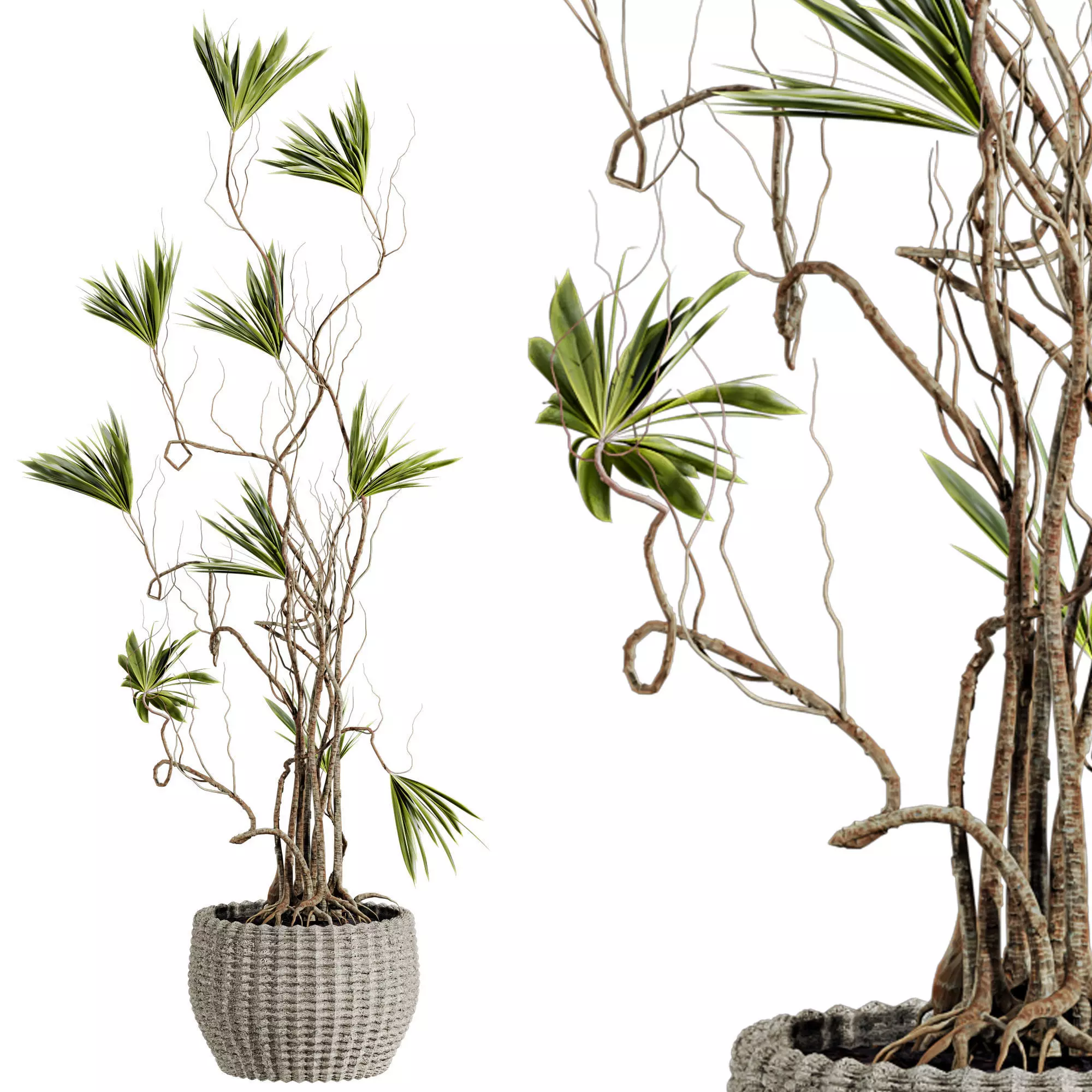 Potted Plant 3D model_0