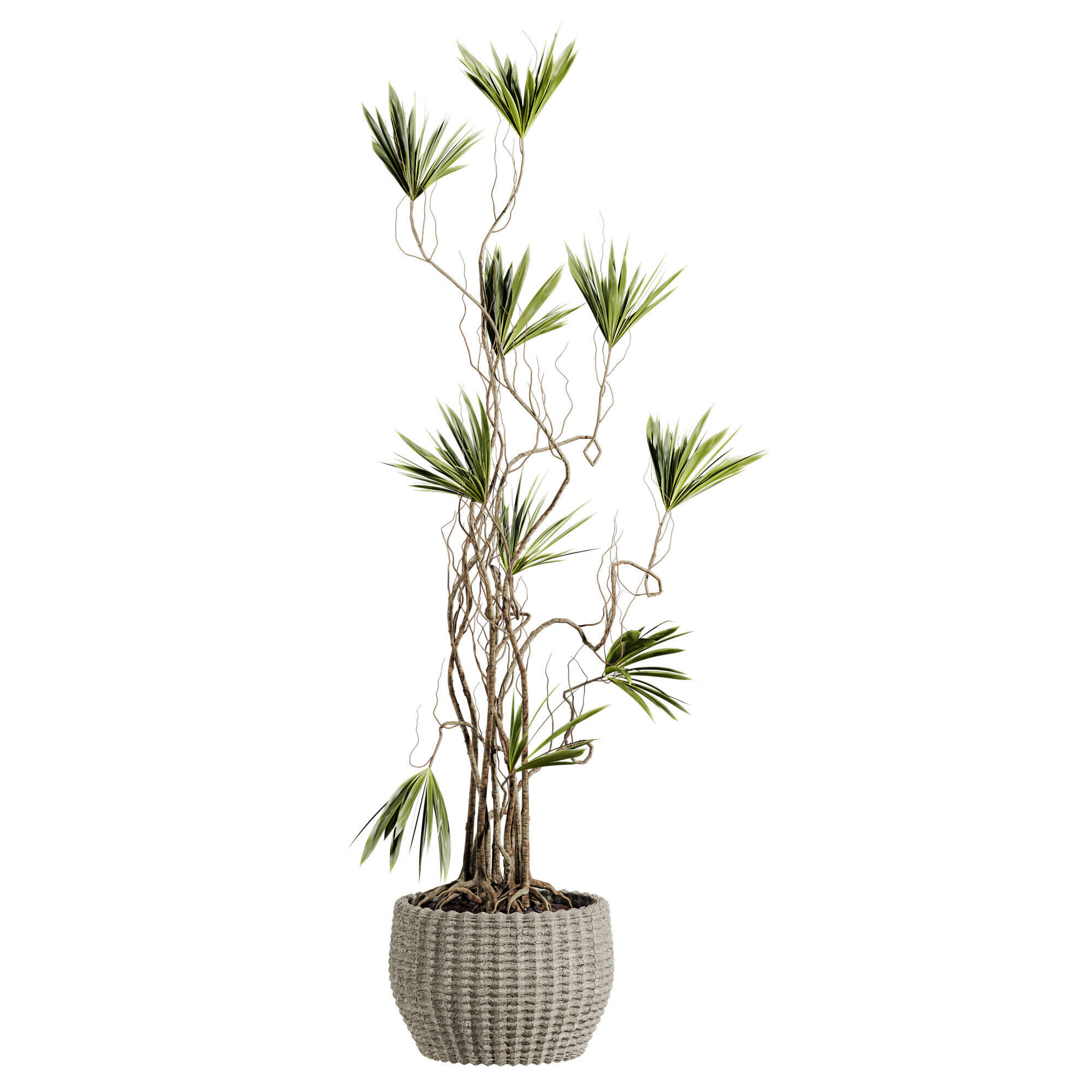 Potted Plant 3D model_2