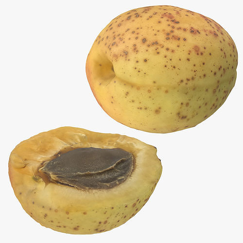 Apricot 3D Model Collection