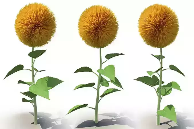 Sunflower 3D model