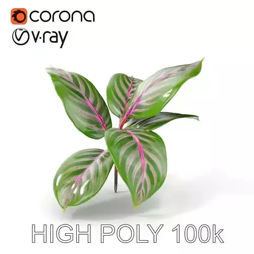 Maranta Plant Model Pack with Detailed Leaves