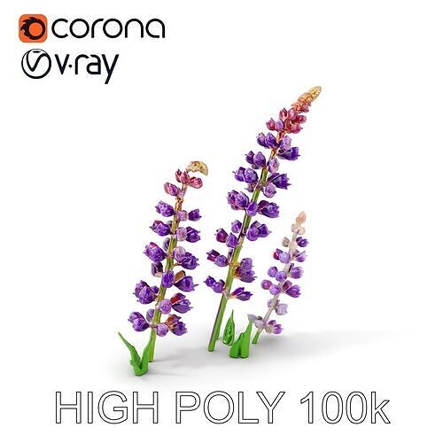Lavender Flower Model Pack Realistic Botanical D Low-poly 3D model