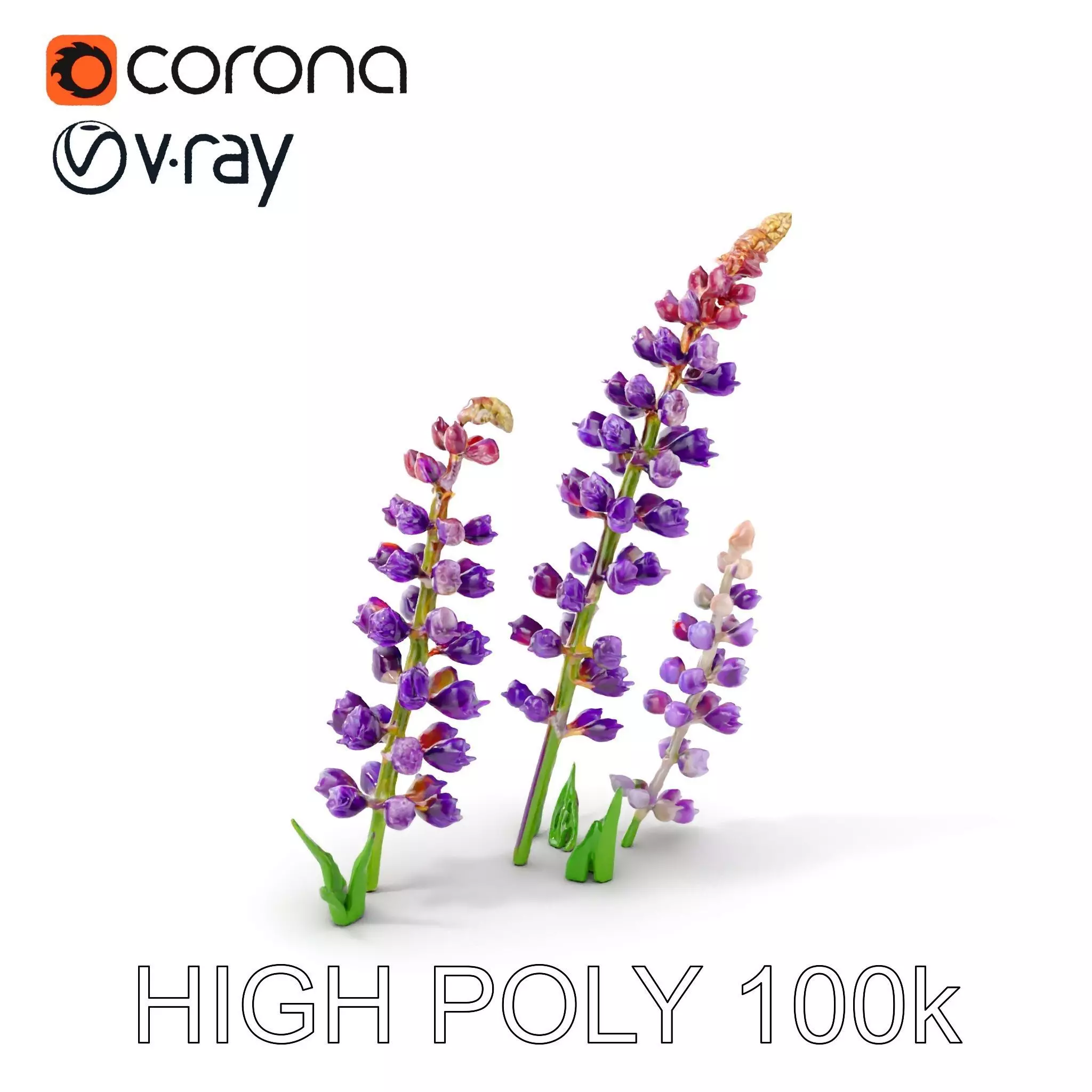 Lavender Flower Model Pack Realistic Botanical D Low-poly 3D model_0