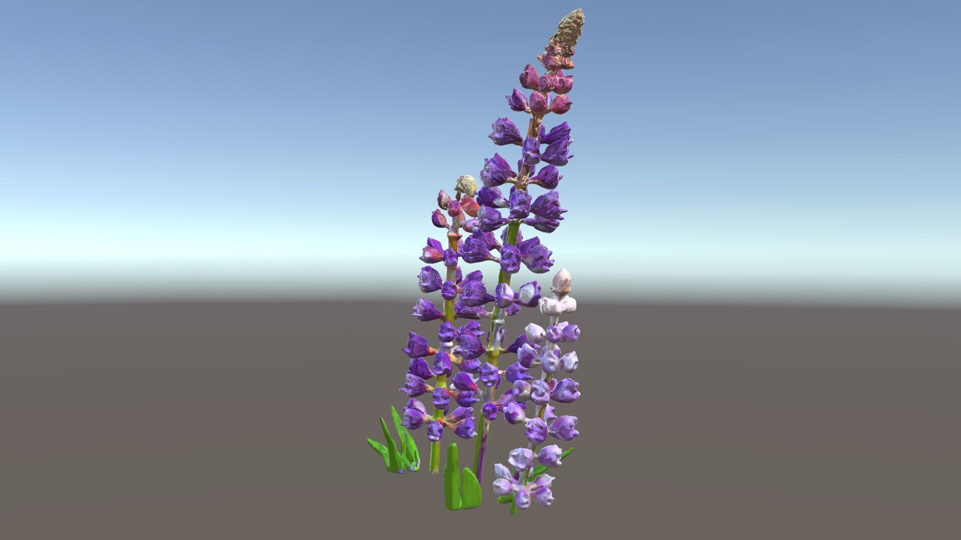 Lavender Flower Model Pack Realistic Botanical D Low-poly 3D model_23